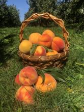 A basket of filled with ripe peaches in the background, three peaches sit on the grass in front of it