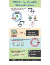 infographic about wildlife health surveillance
