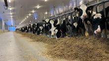 A row of black and white cows in their stalls at the Elora Dairy Facility.