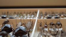 One of many specimen drawers at the CBG.