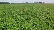 A green field where beans grow