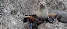 Two seals sitting on rocks.
