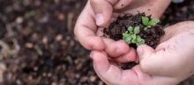 White hands clutching soil with some green plants in it