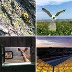 Four images of a bee, eagle, deer and sunset