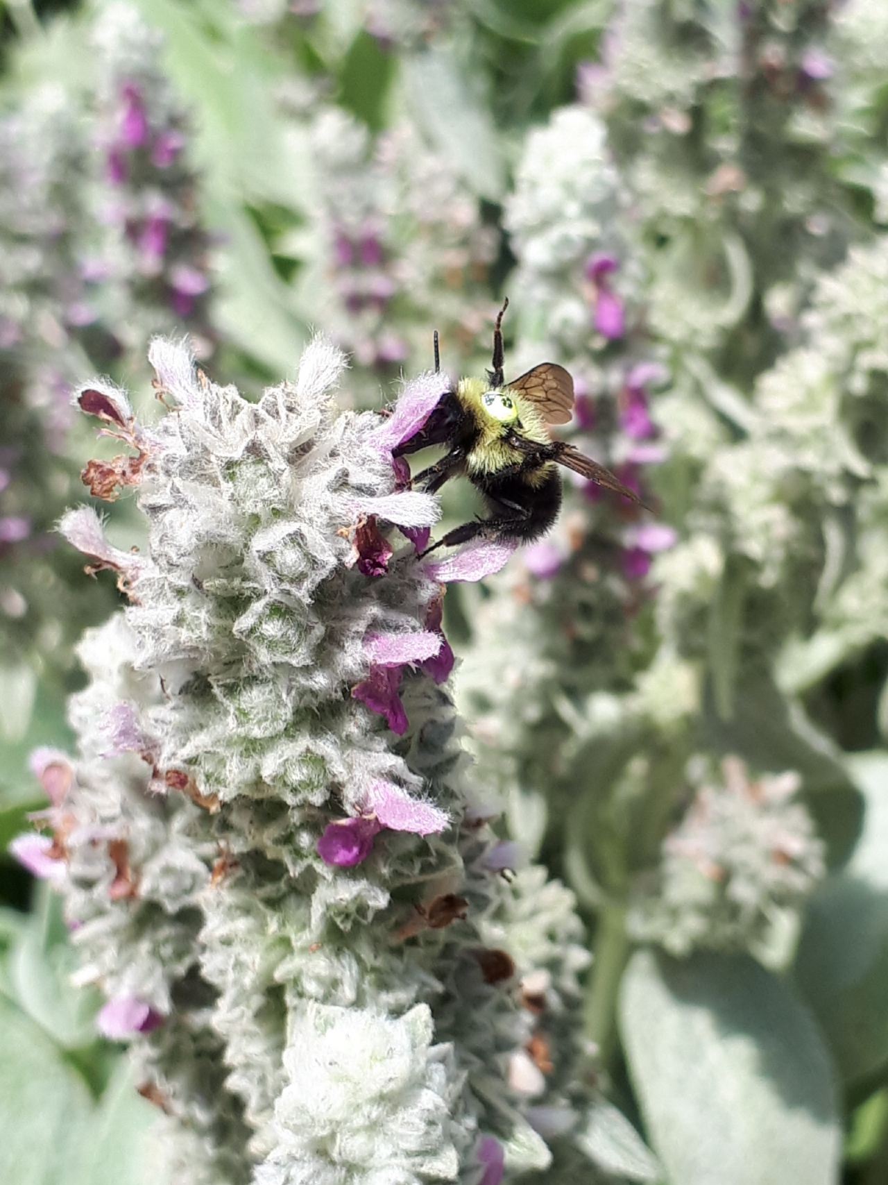 Tagged bumblebee waving both middle legs while feeding