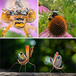 Three images of a bee, a bee, and two pray mantis'