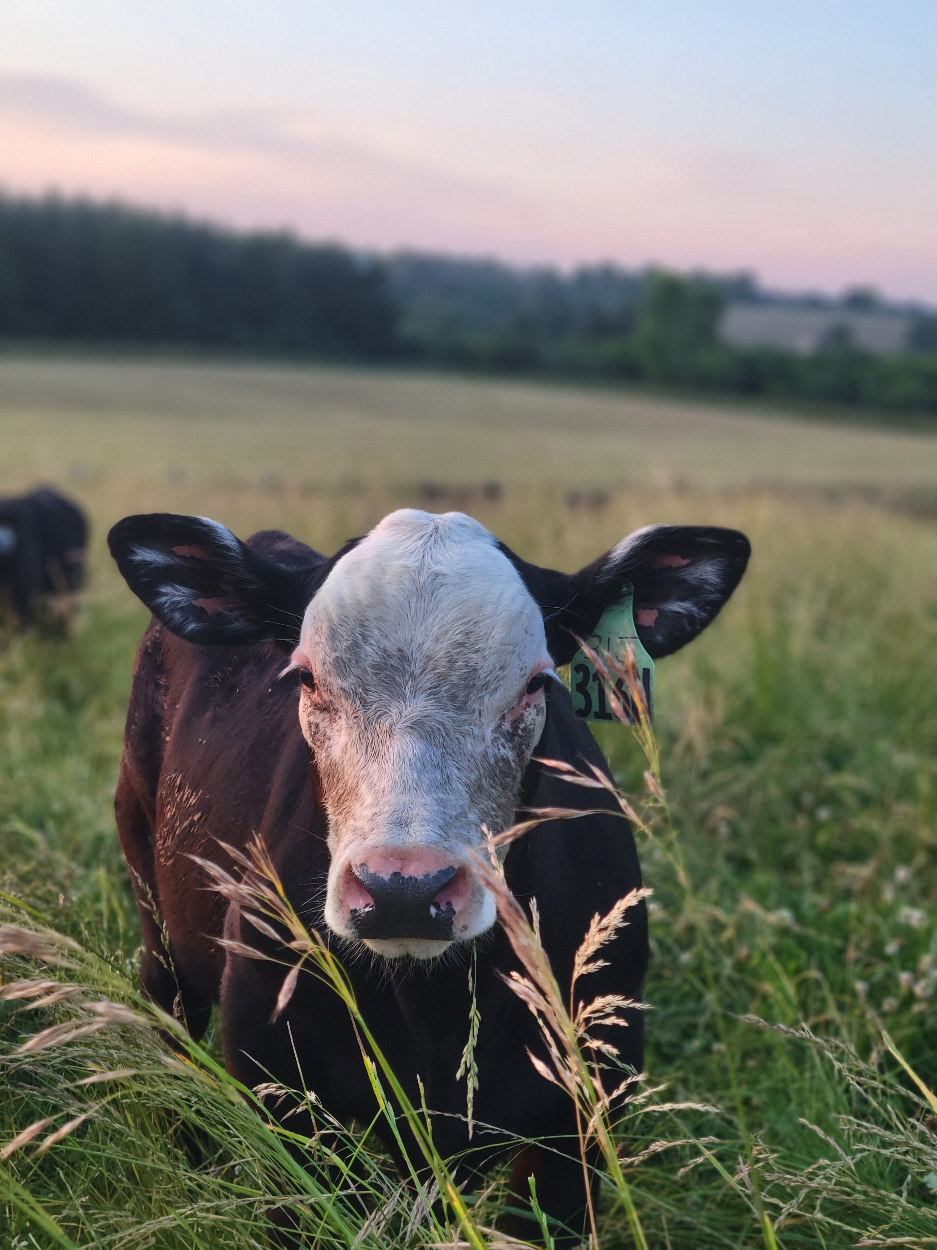 OBRC calf with a white face, black body and ears, posing head-on in a tall grassy pasture with trees and a light pink and blue sunset in the background.