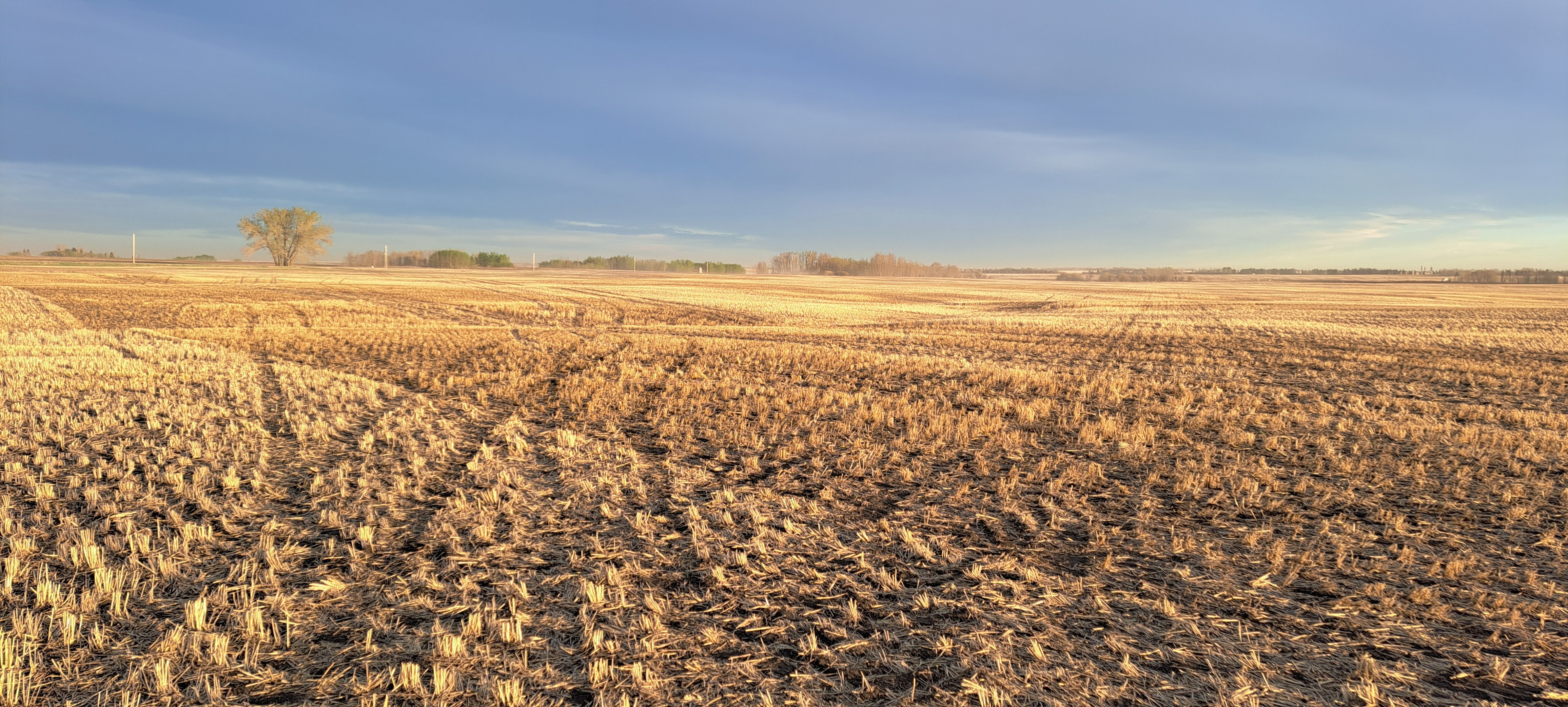 Stubble on a field covered by a light haze early in the morning