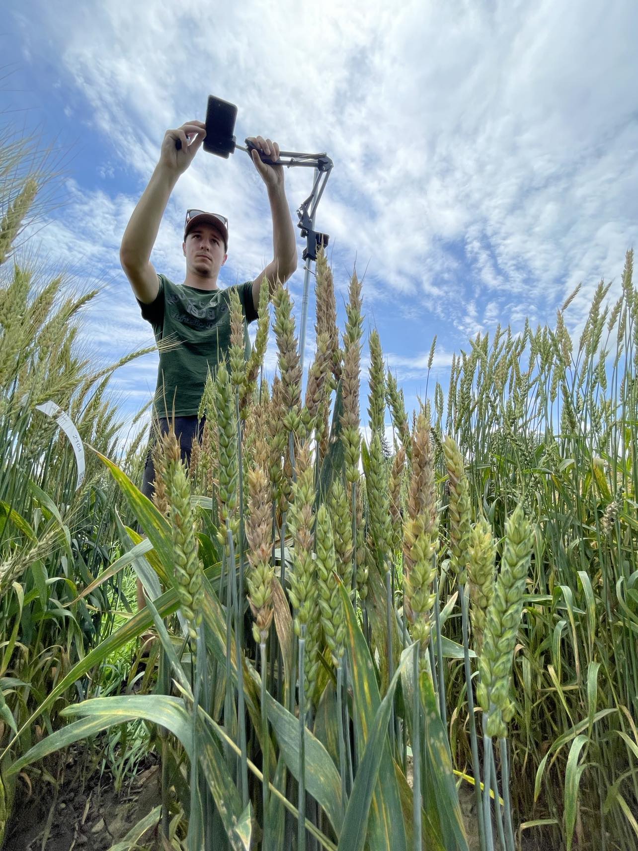 A man standing in a field of wheat using a phone to take a photo