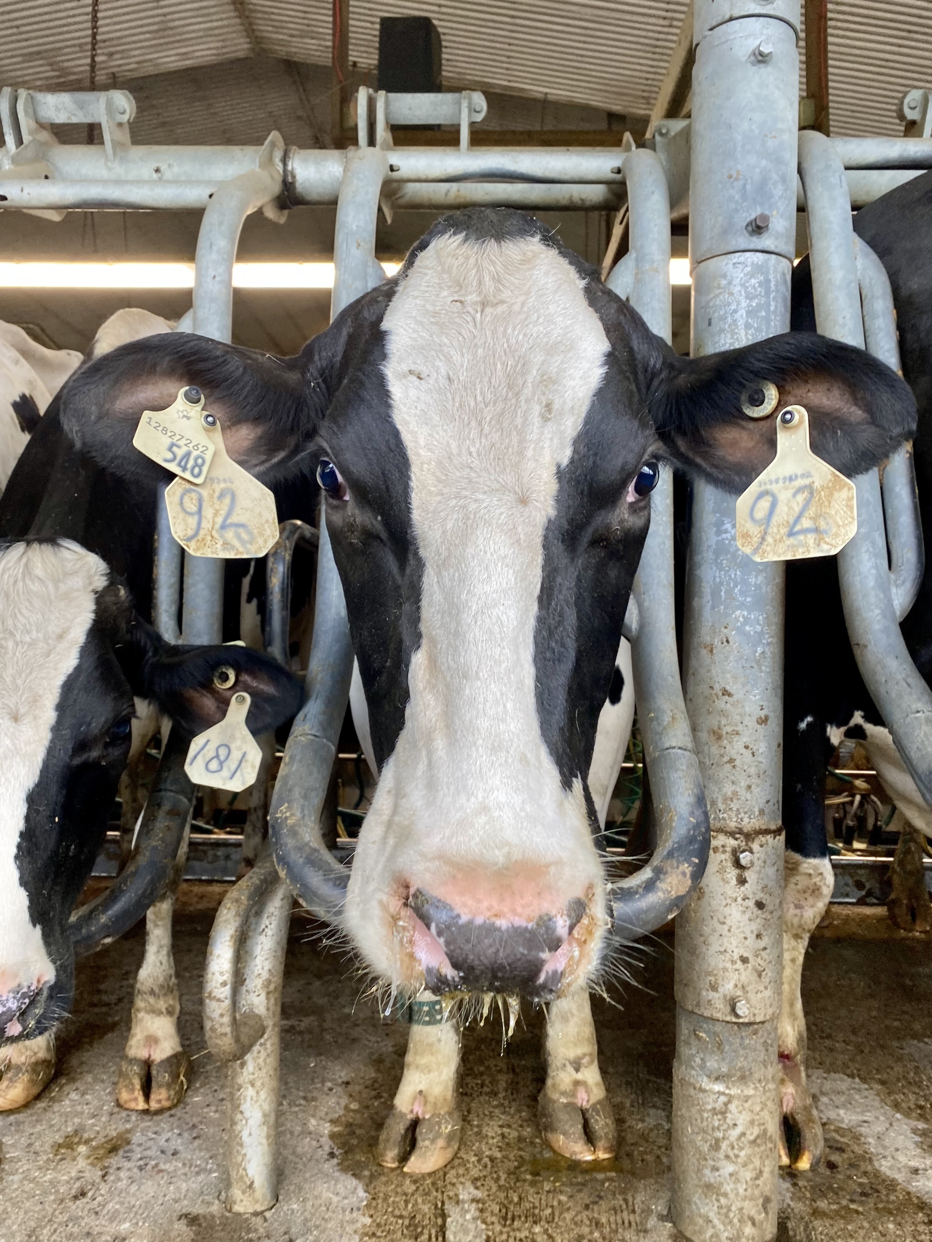 A cow poking it's head through a stall