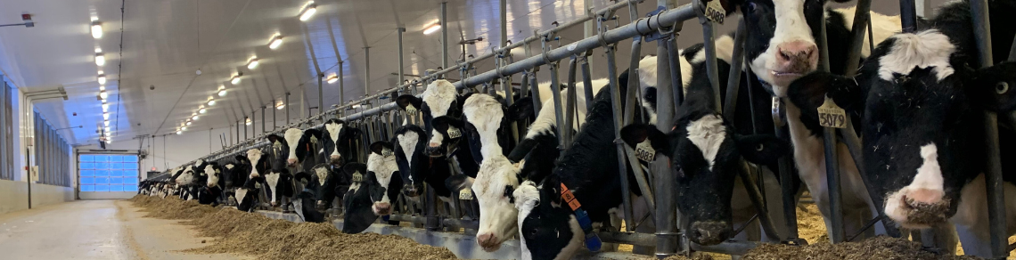 Cows feeding in a barn