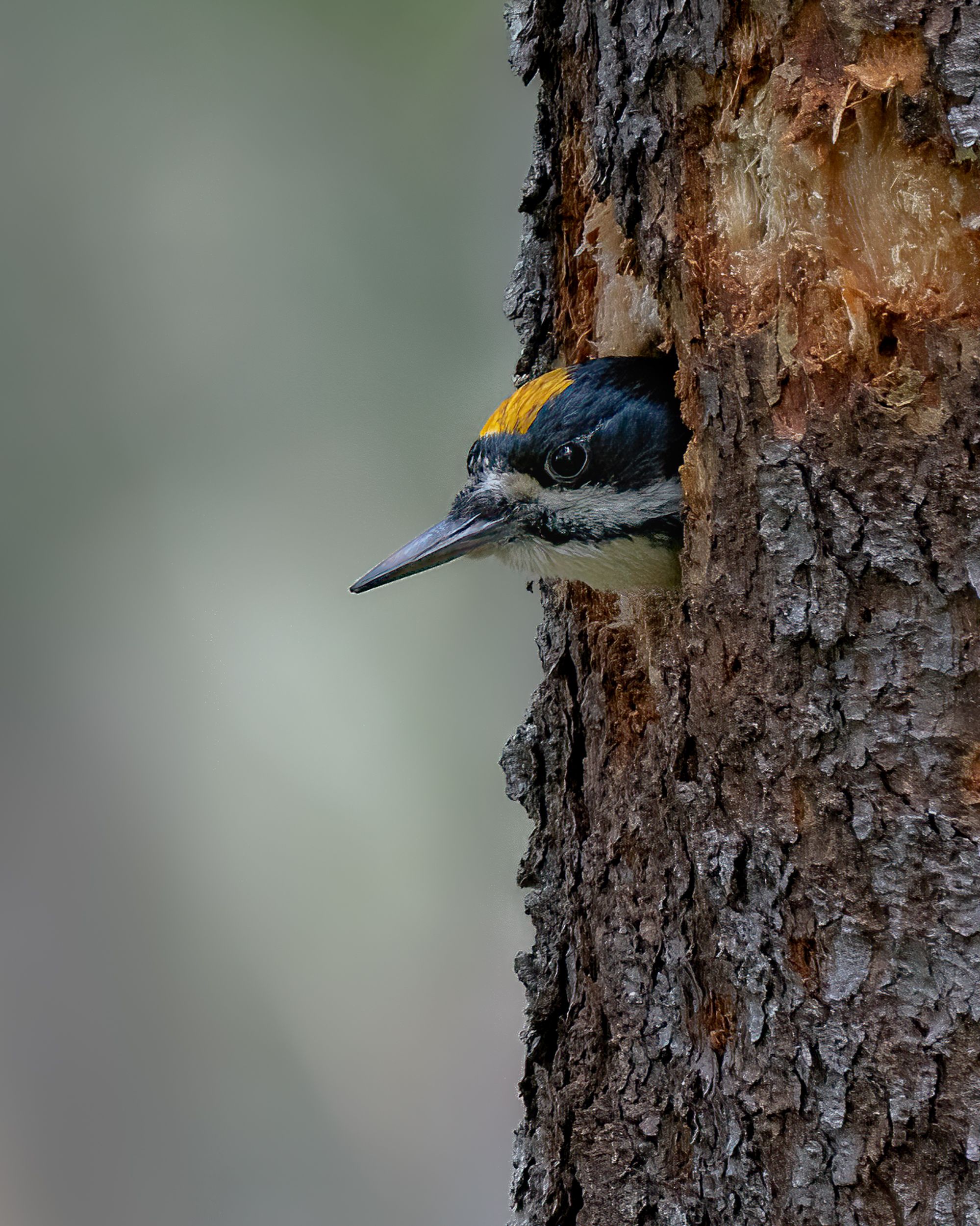A black-backed woodpecker poking out from a tree