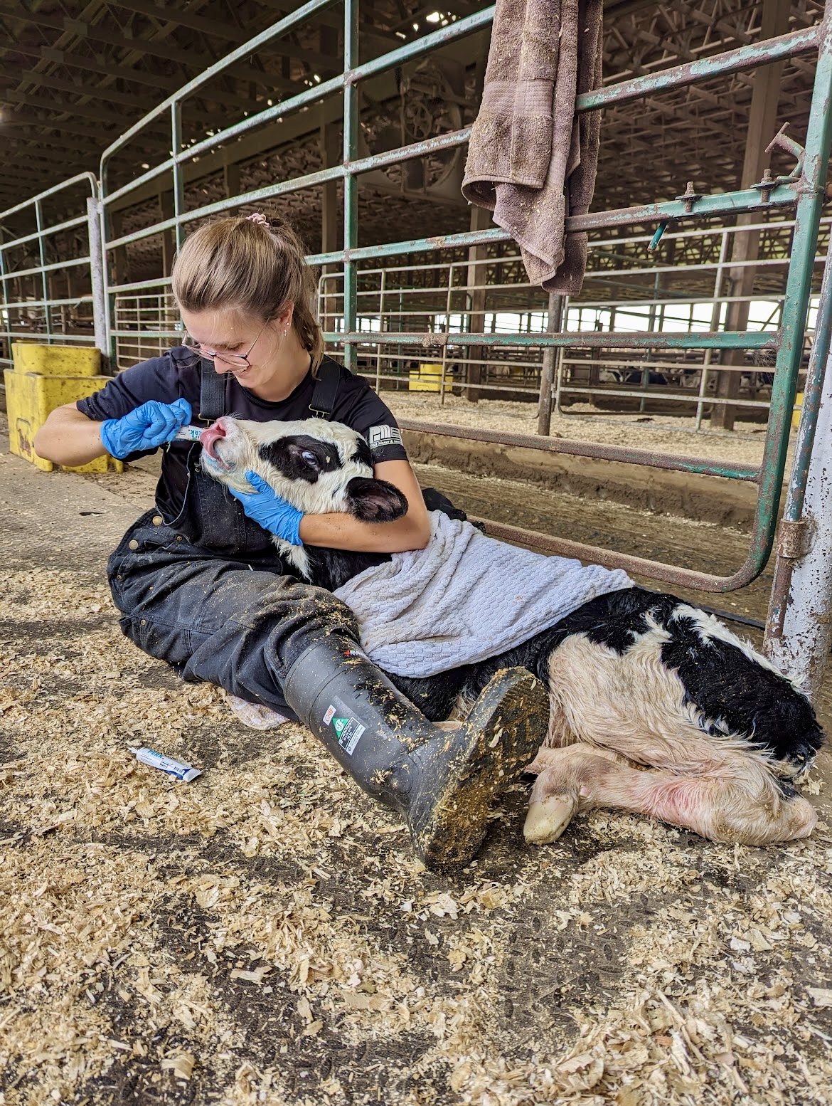 A woman inside a farm giving a an oral caffeine treatment a Holstein heifer calf.