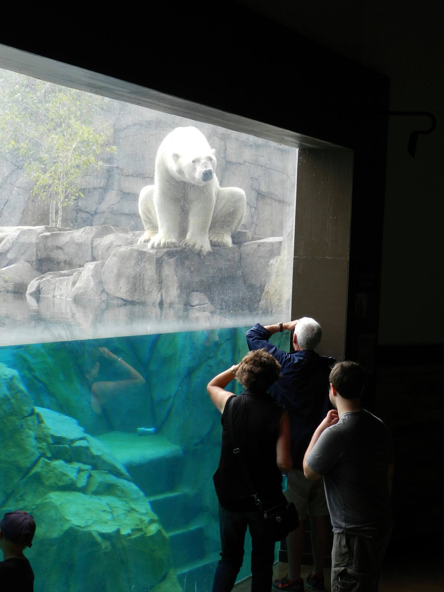 Polar Bear