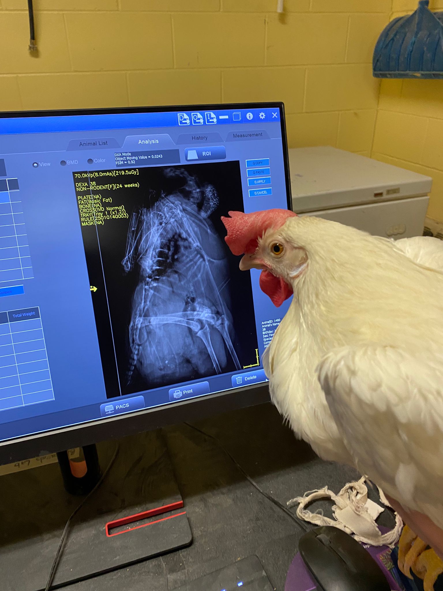 Laying hen looking at her DEXA scan results