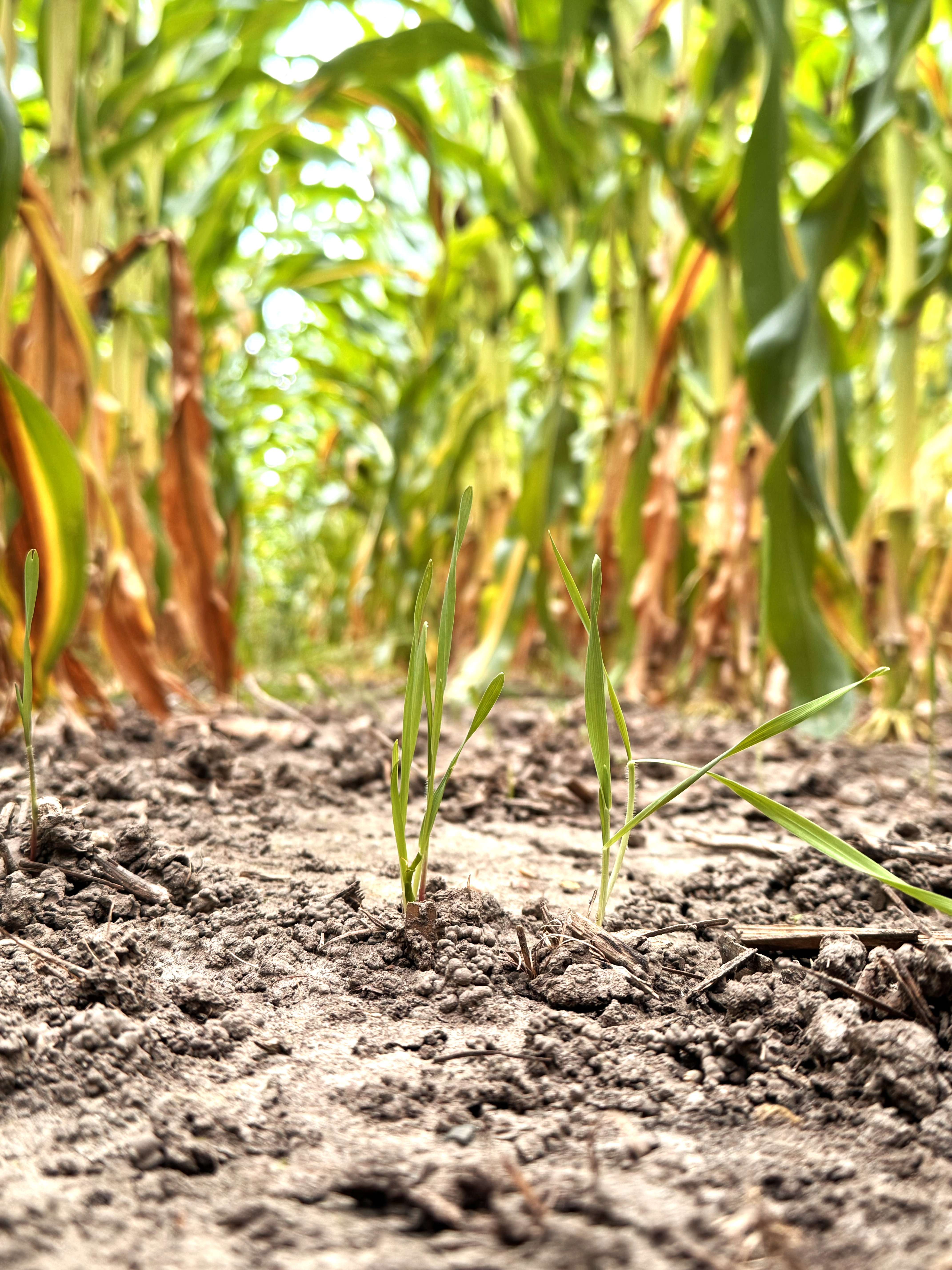 Low-angle view of green cover crop sprouts emerging from soil between tall rows of corn stalks.