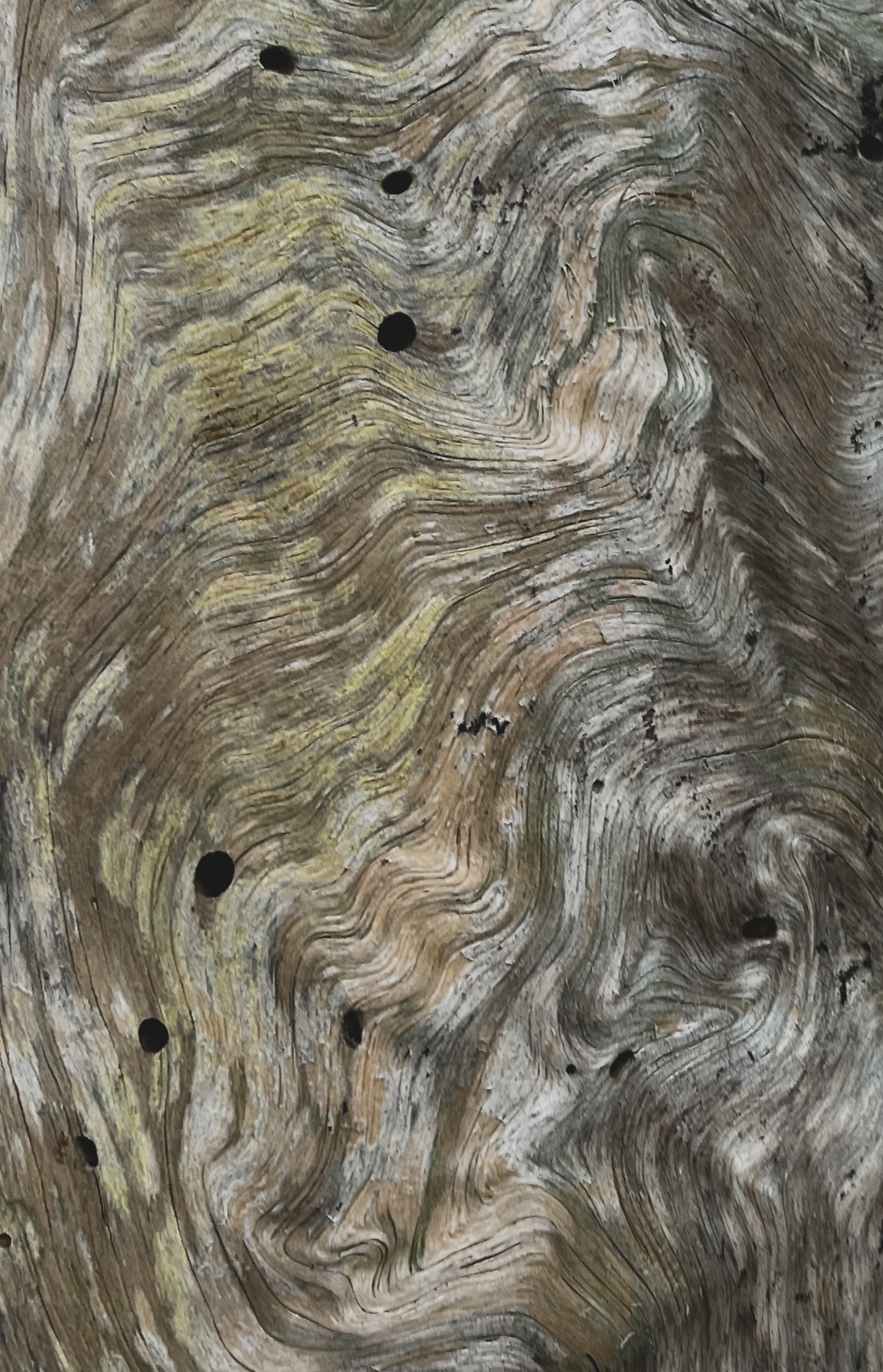 A close-up of a dead tree trunk in the Dairy Bush Woodlot. 