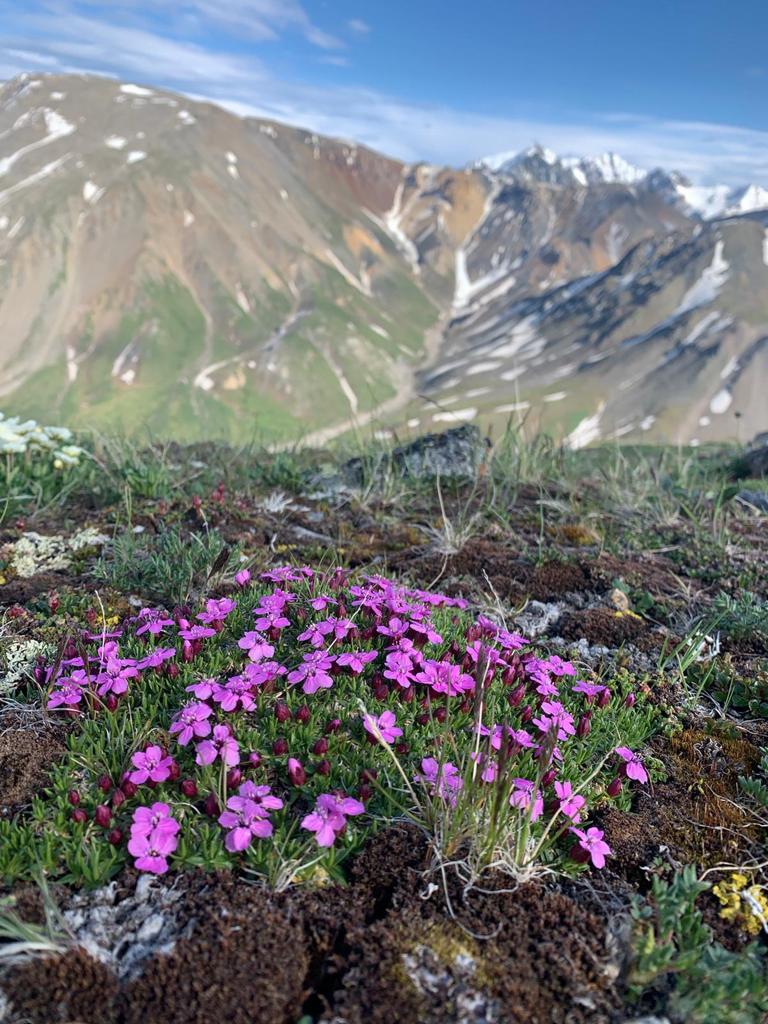 Flowers on a mounain with another mountain in the distance