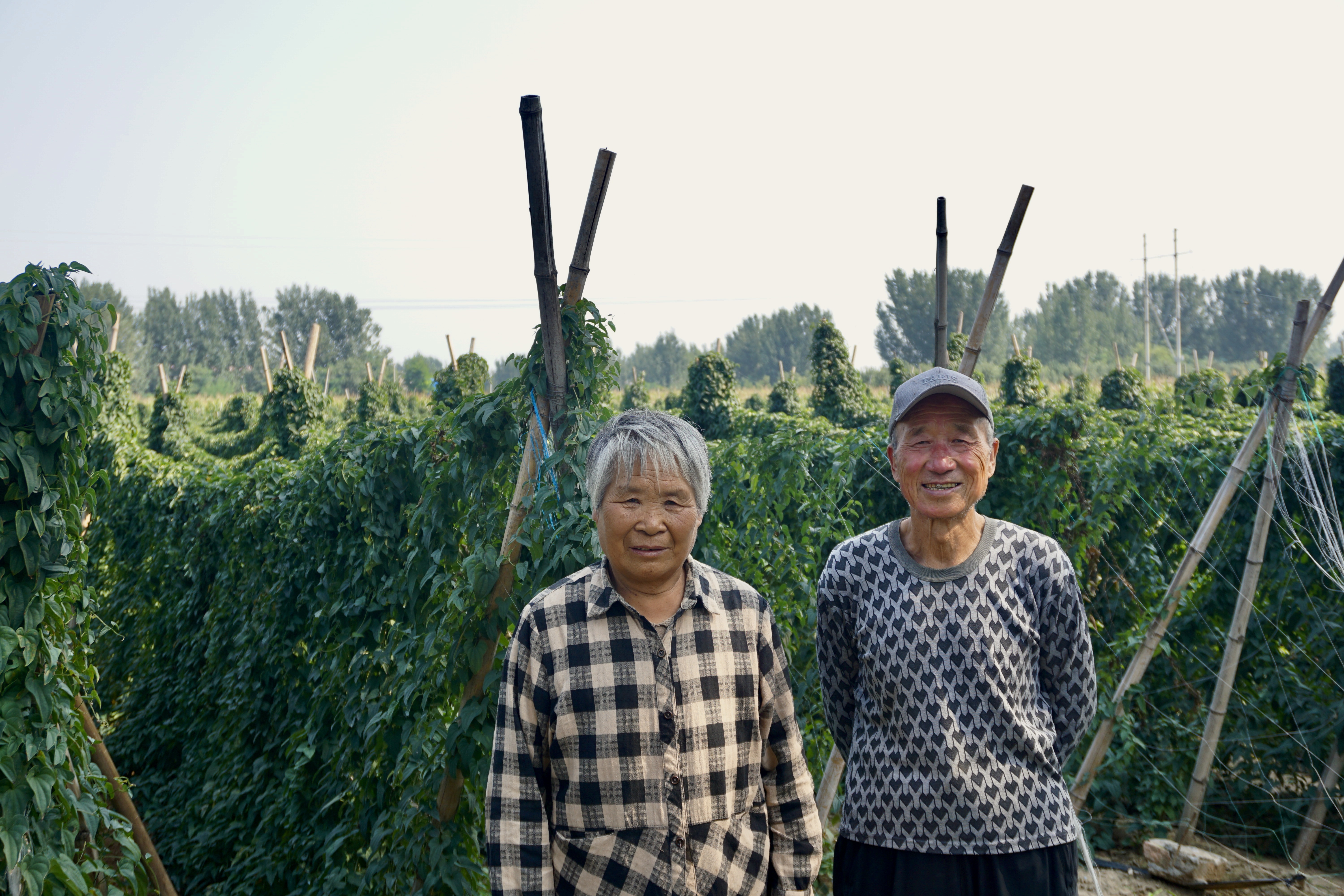 A farmer couple stands in front of their field of Chinese yam.