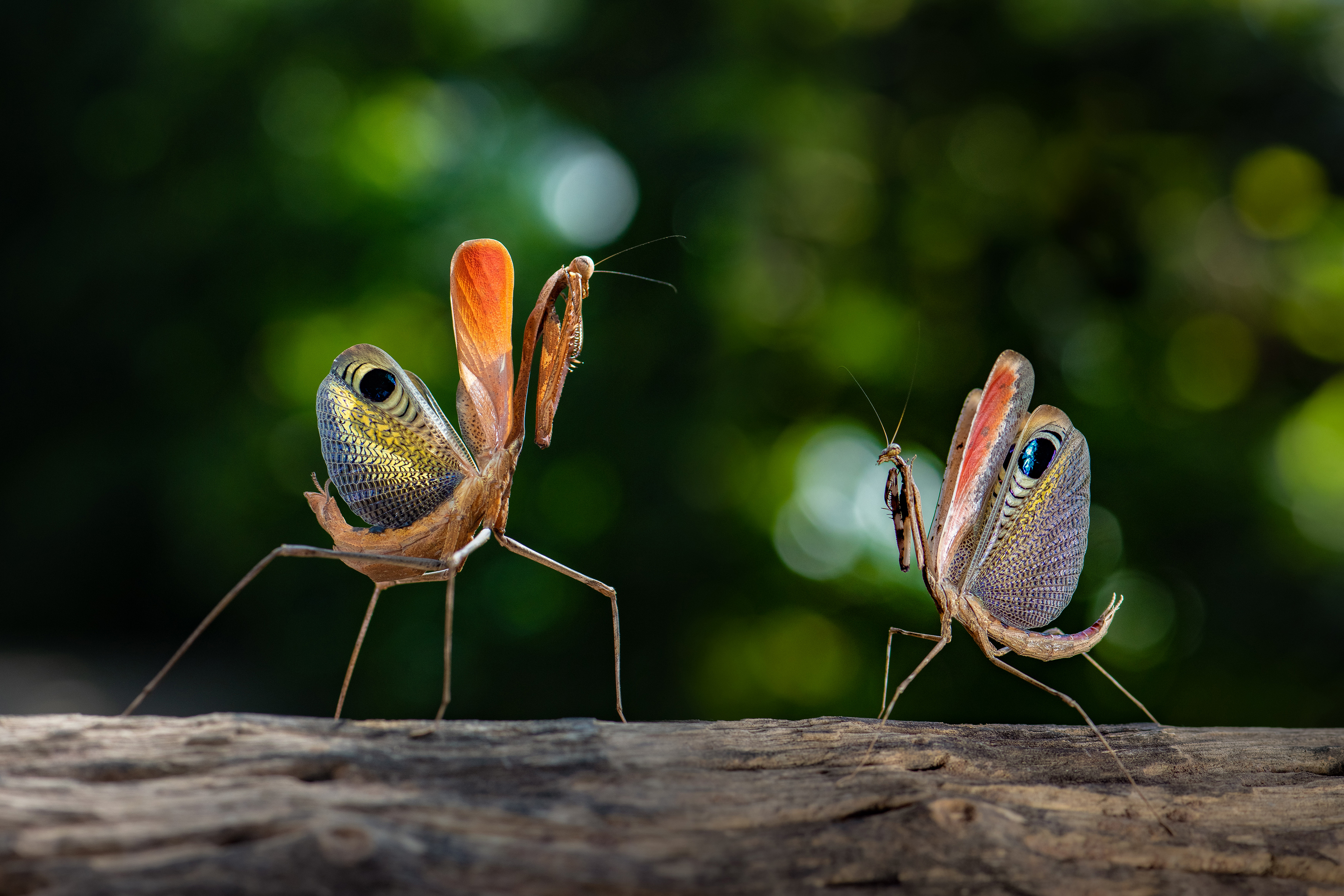 A male and female praying mantis facing each other on a piece of wood