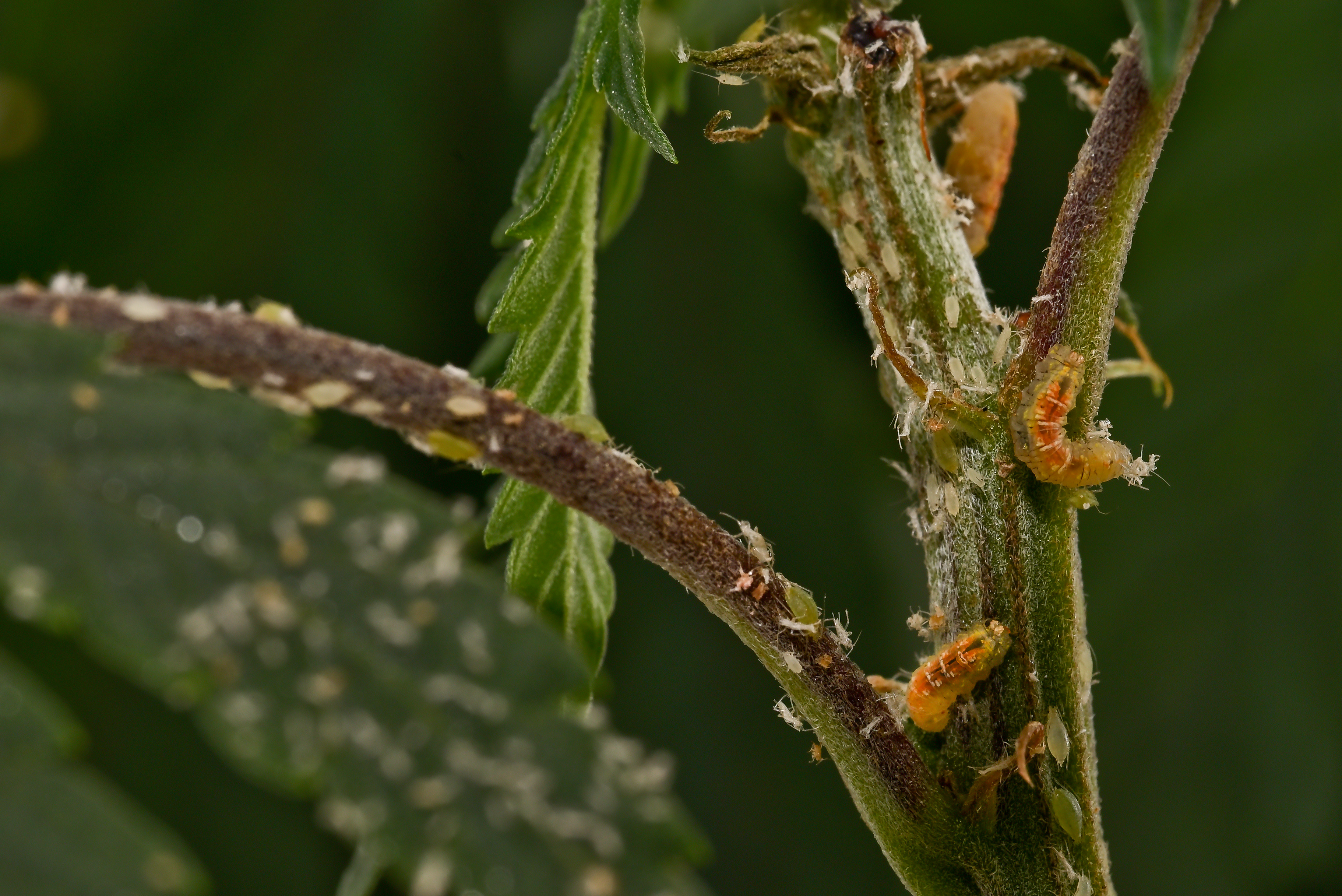 Flower fly larvae predating cannabis aphids on a green and brown plant.s