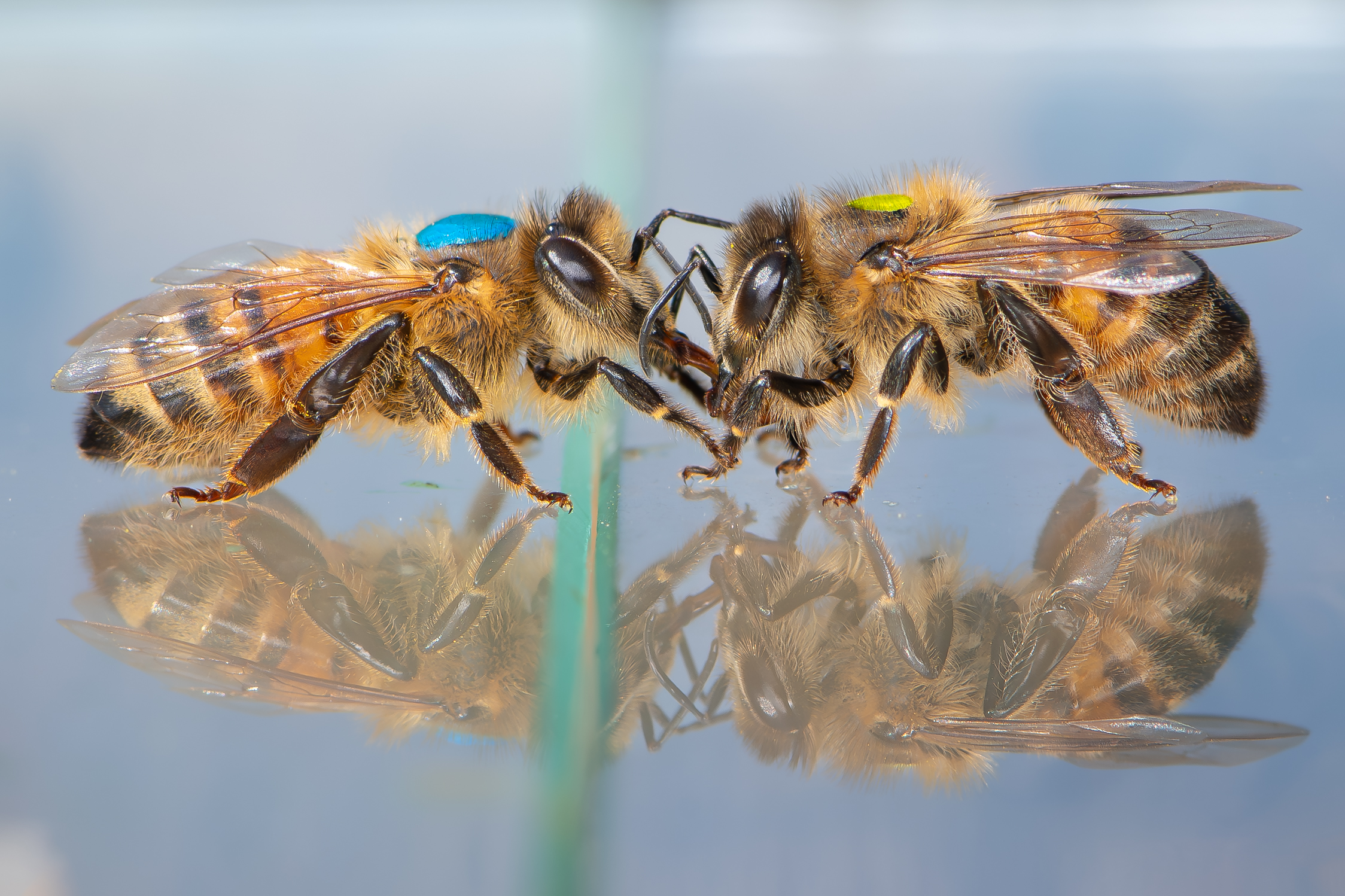Two bees facing each other, one has blue paint on its back while the other has yellow paint on its back