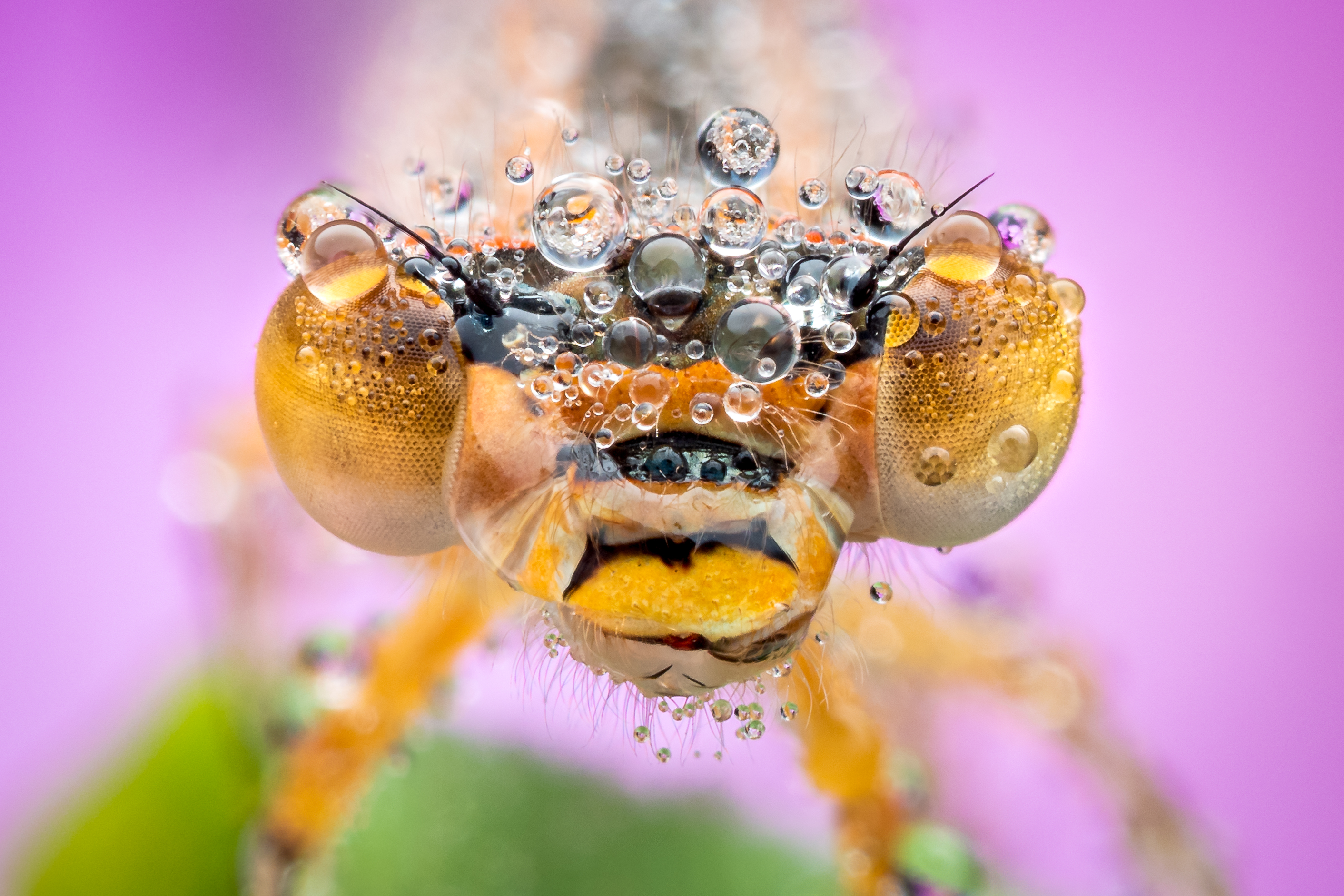 A yellow damsel fly covered dew bubbles