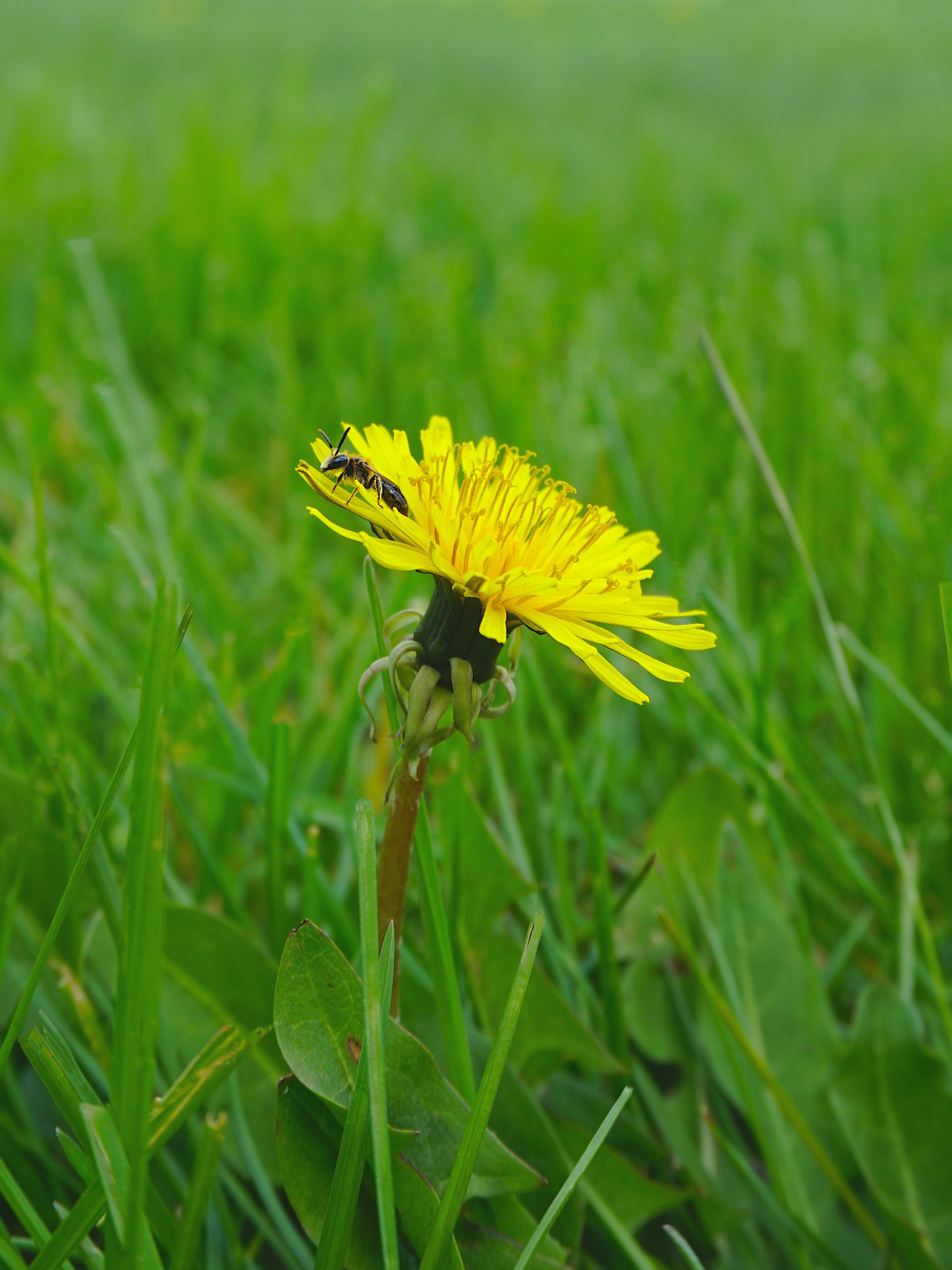 a small bee sits on the petals of a yellow dandelion flower in the middle of a grassy field