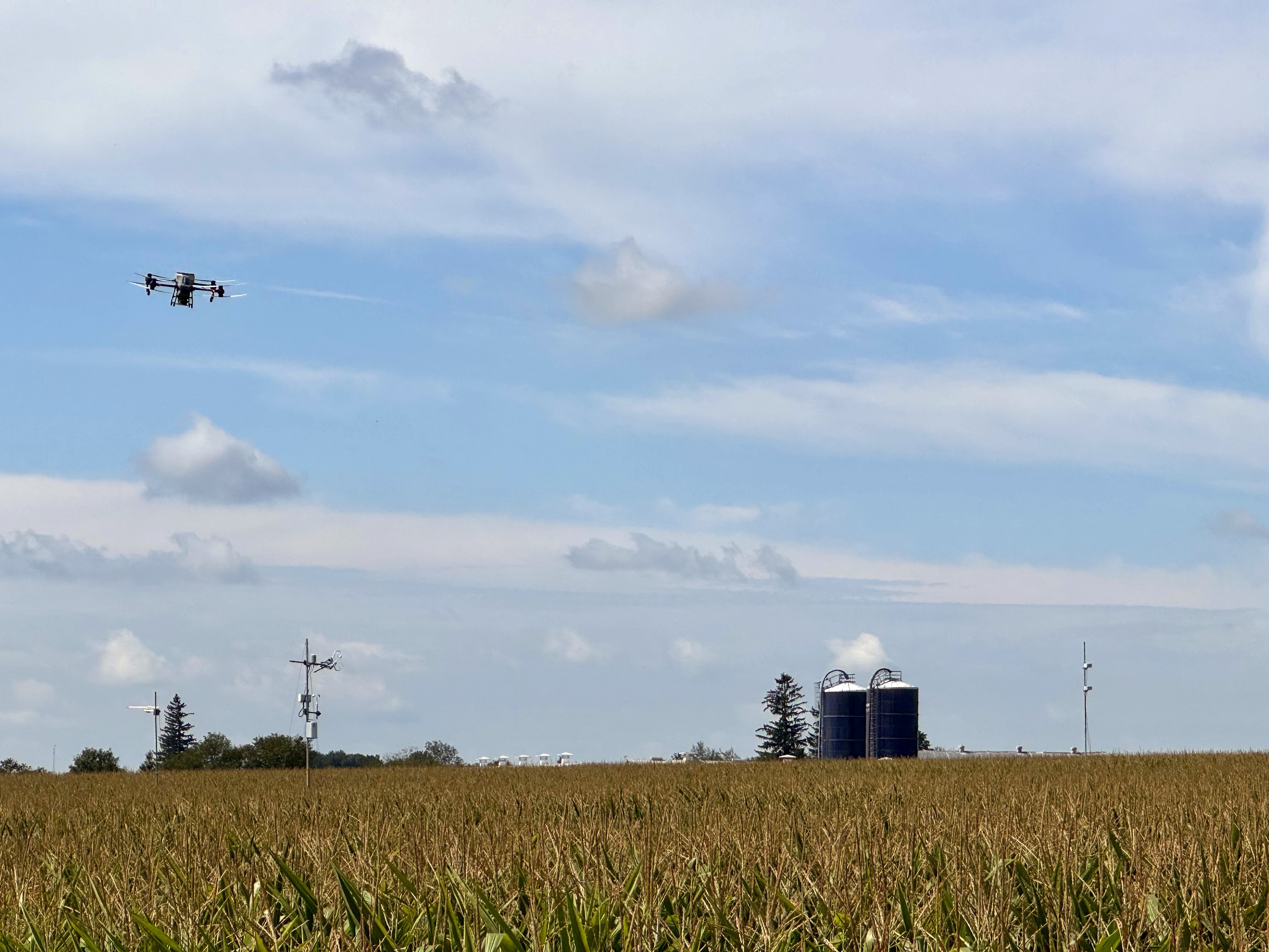 A drone in the sky broadcasting cover crop seeds into standing corn