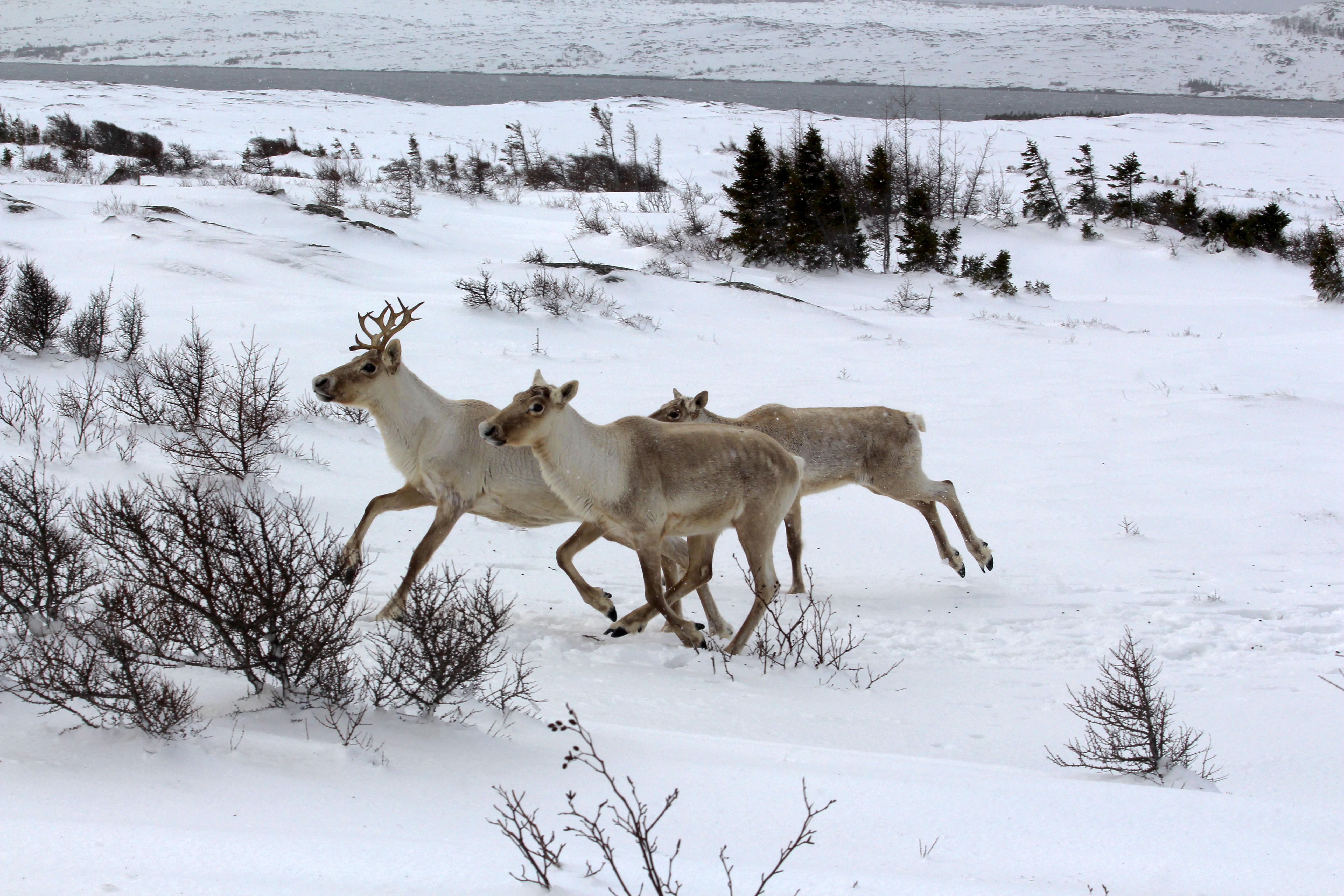 Three white caribou running in the snow.