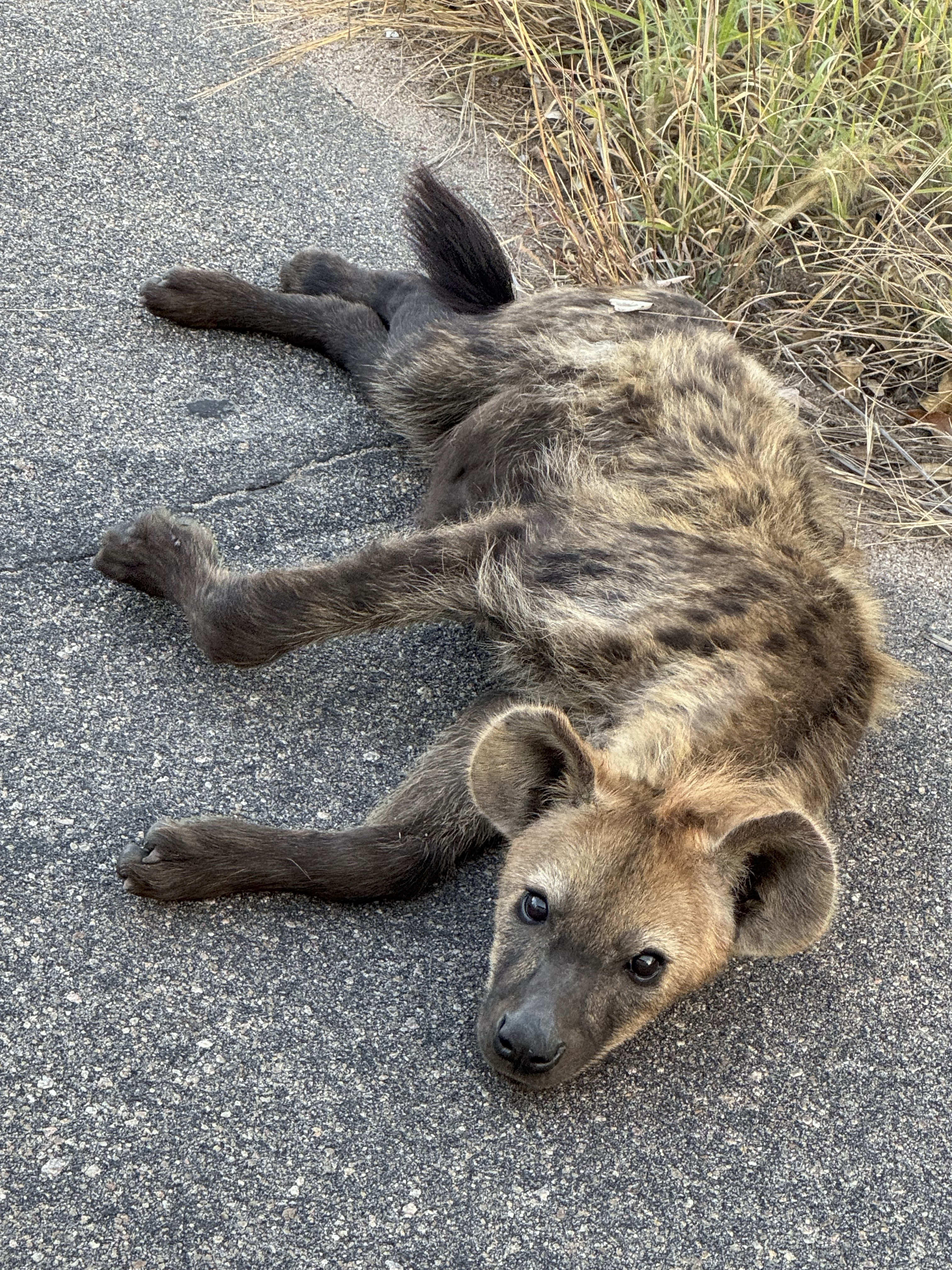A young spotted hyena lays alone on the roads edge, looking towards the camera with alert ears and a look of hope in its eyes.