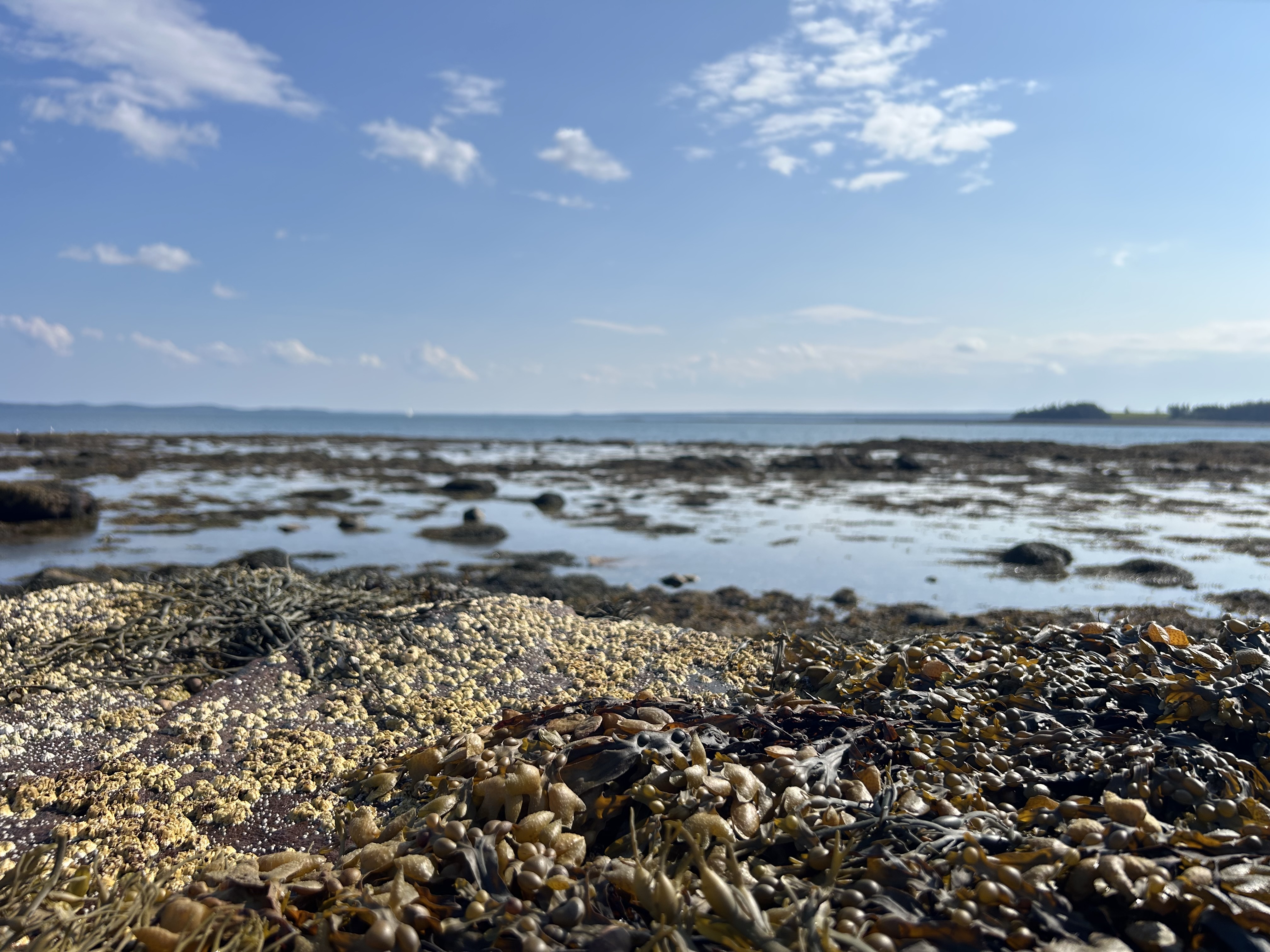 Close-up low-angle view of barnacles and brown seaweed clinging to rocks on a rocky coastline at low tide under a bright, scattered sky.   