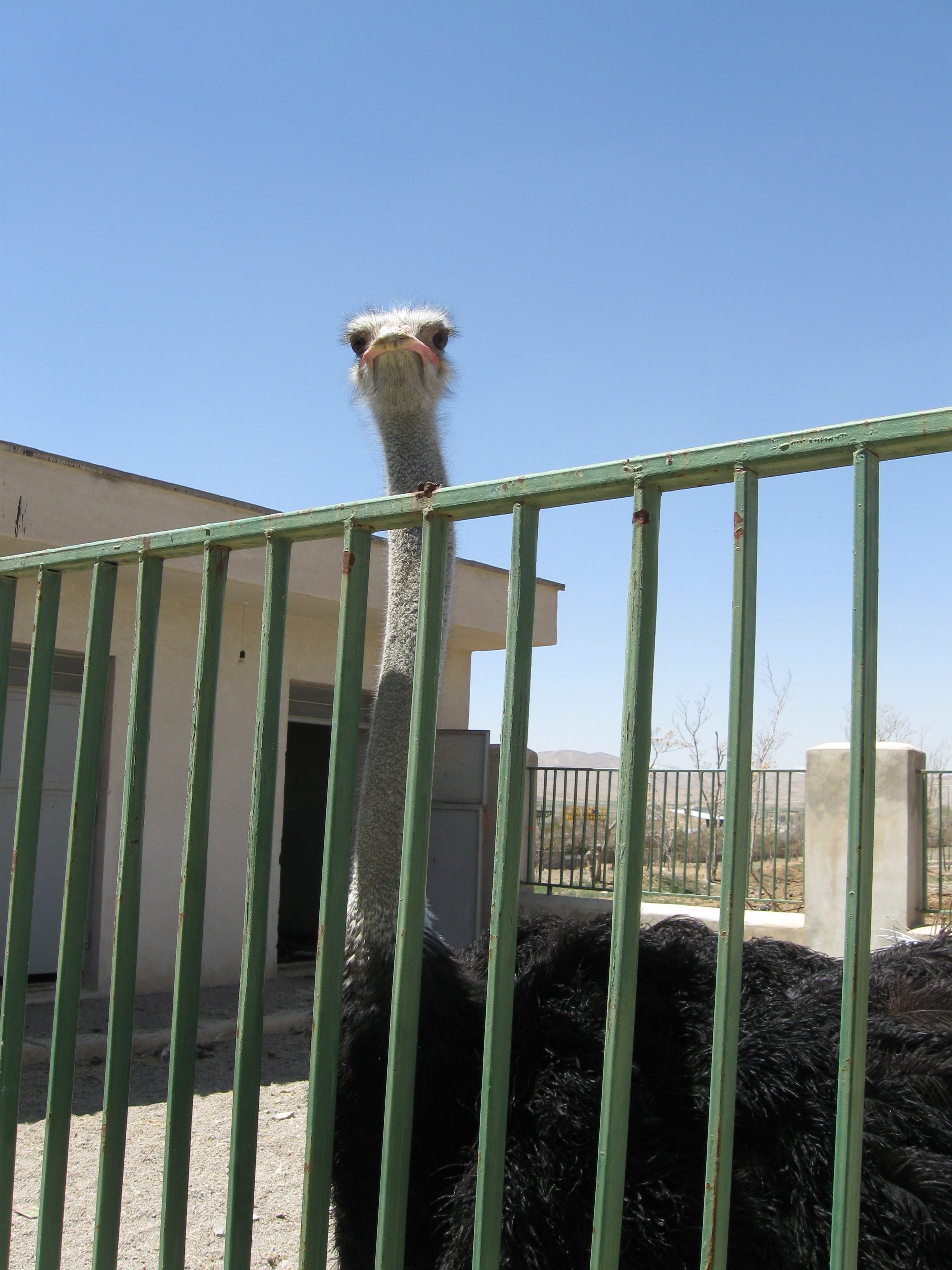 An ostrich peering over the fence