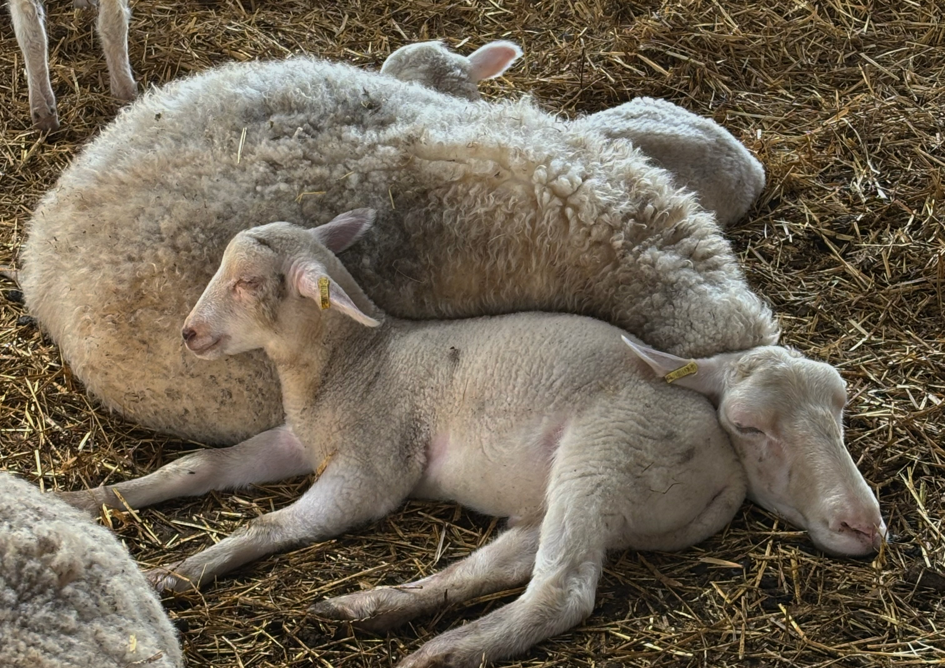A ewe and her lamb resting together.