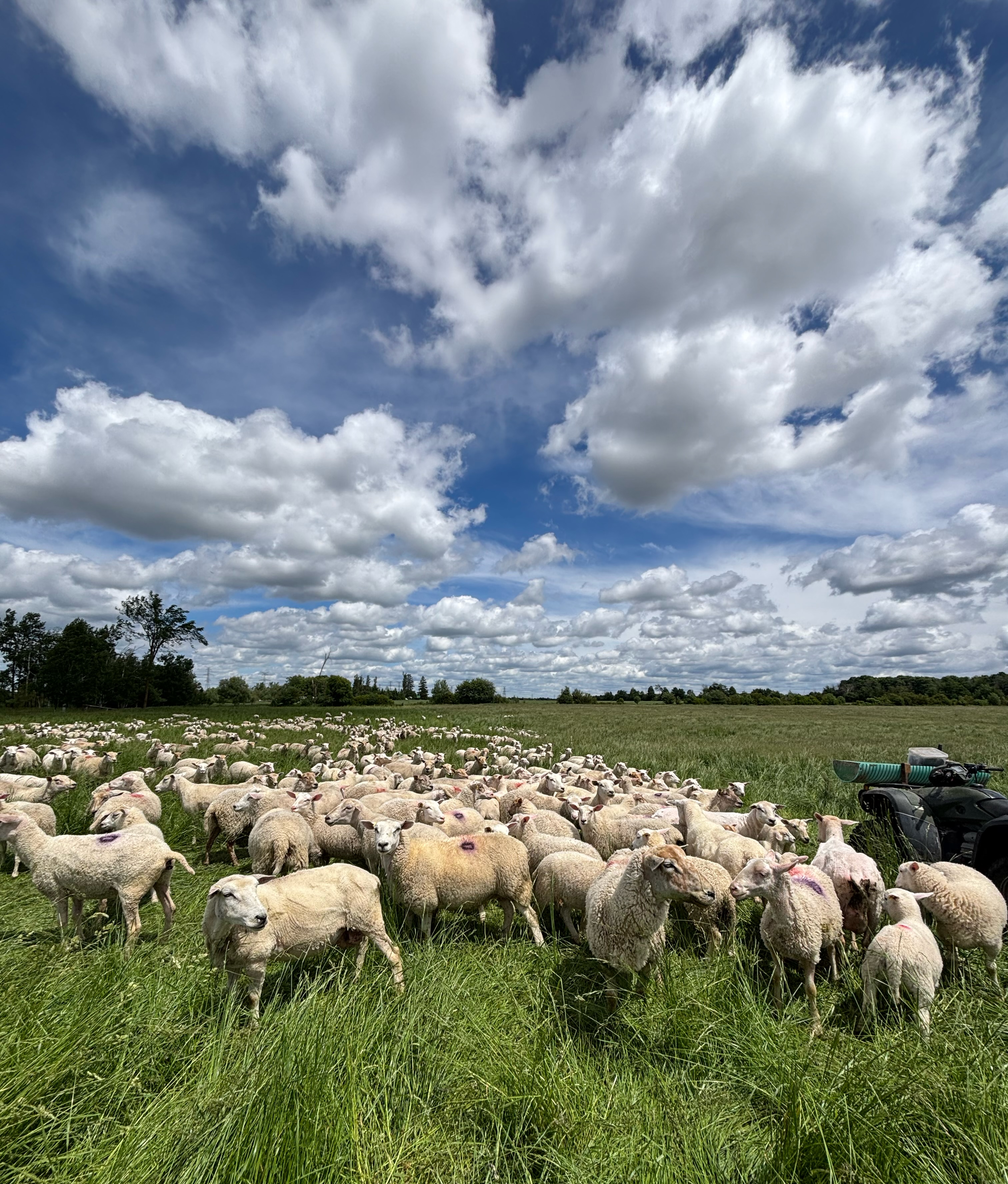 An open field full of ewes.
