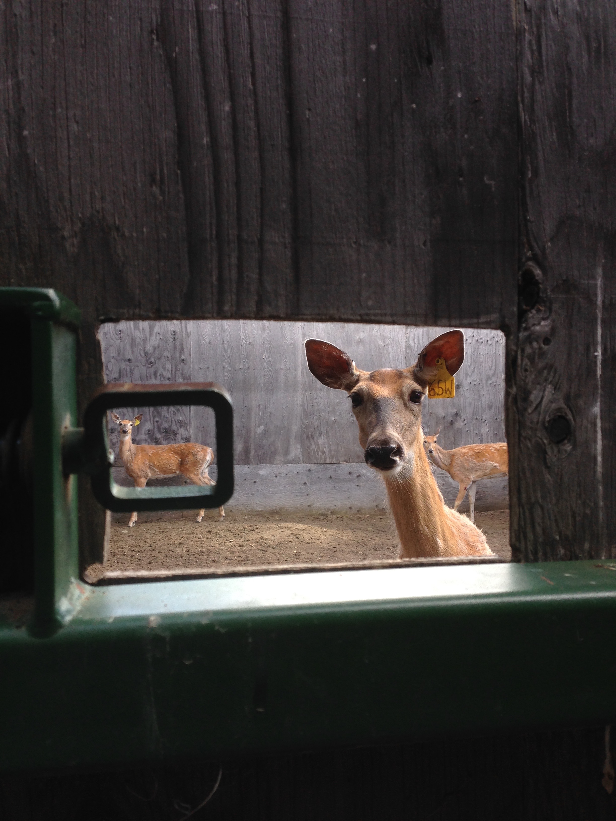 Through the barn door