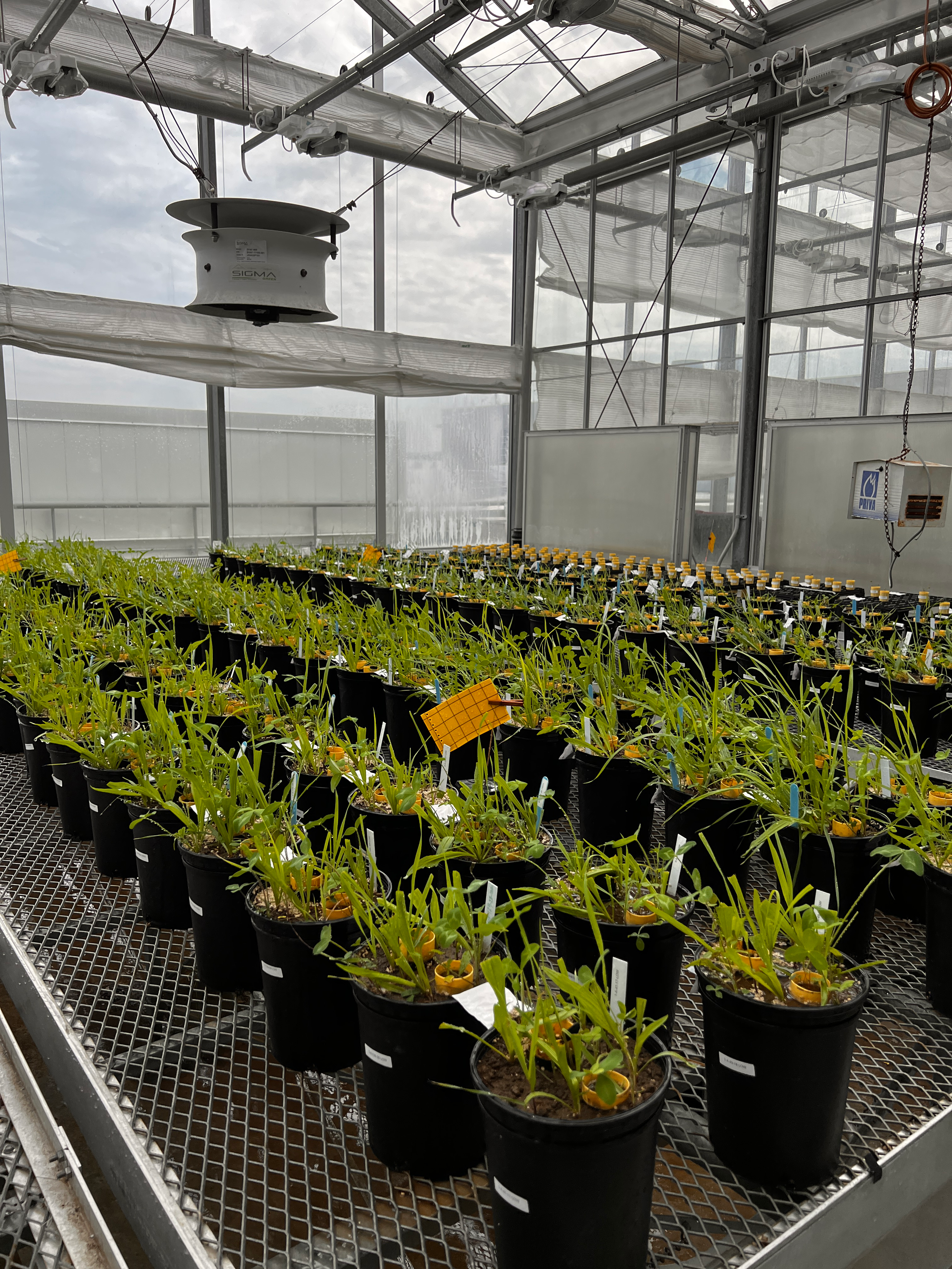 Pot mesocosms containing common plants found in Ontario grasslands and Medicago lupulina as focal plants growing in cone-tainers placed in the pots. The pots are in the phytotron at the University of Guelph.