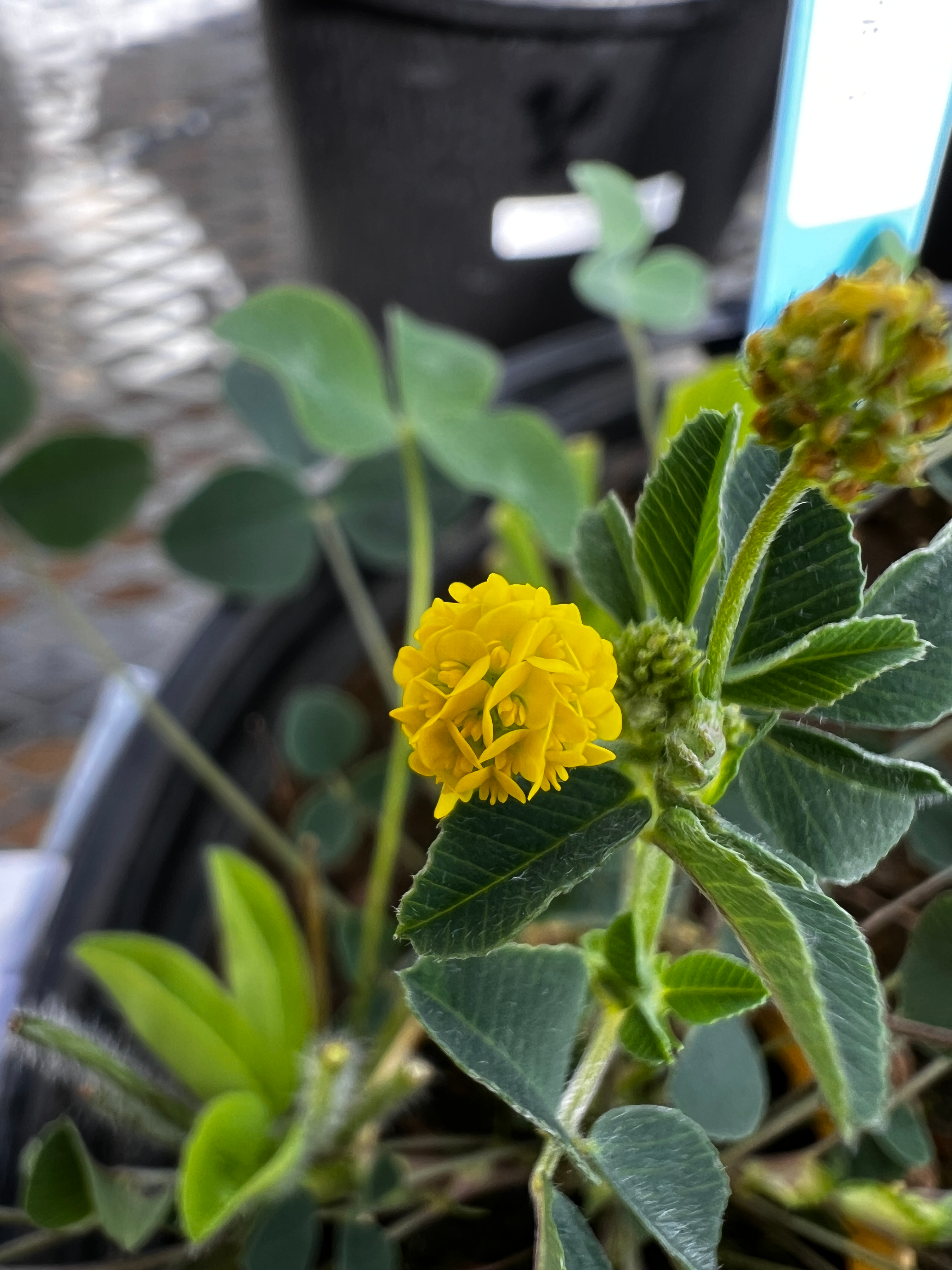 Close-up of a Medicago lupulina flower head.