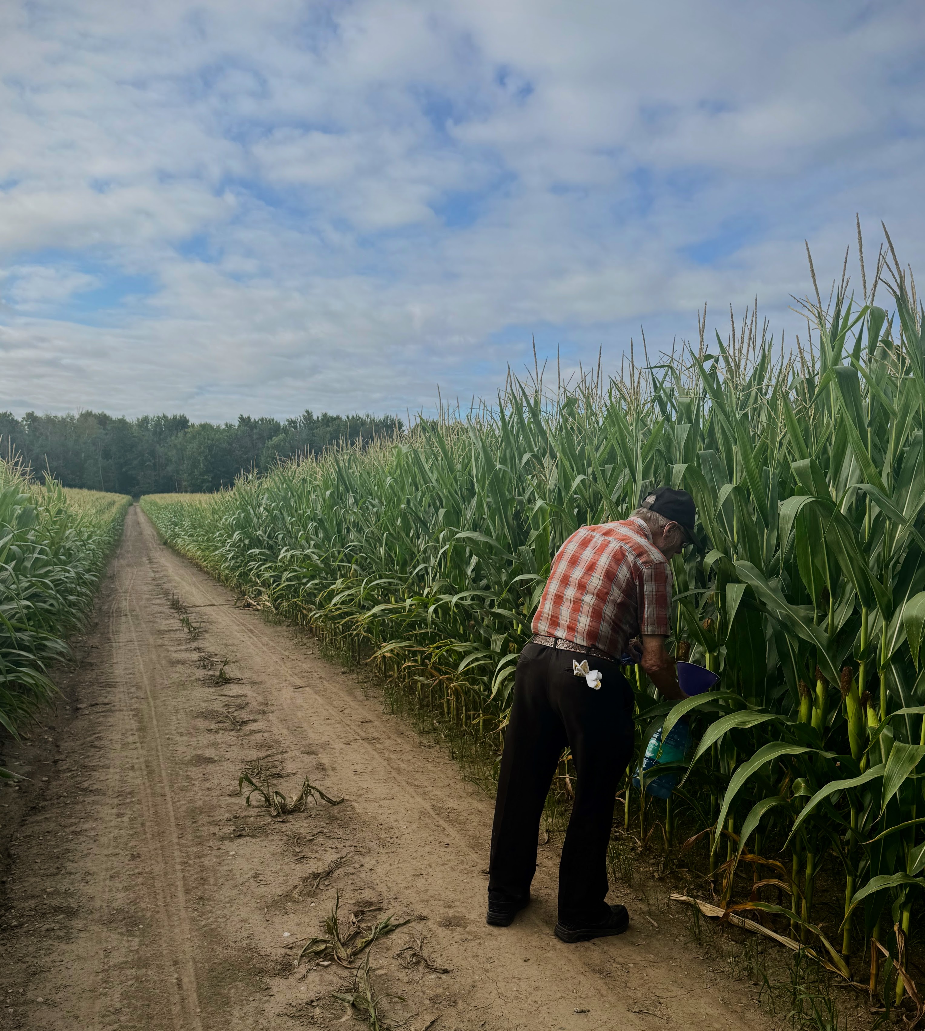 A man collecting corn rootworm beetles from a cornfield.
