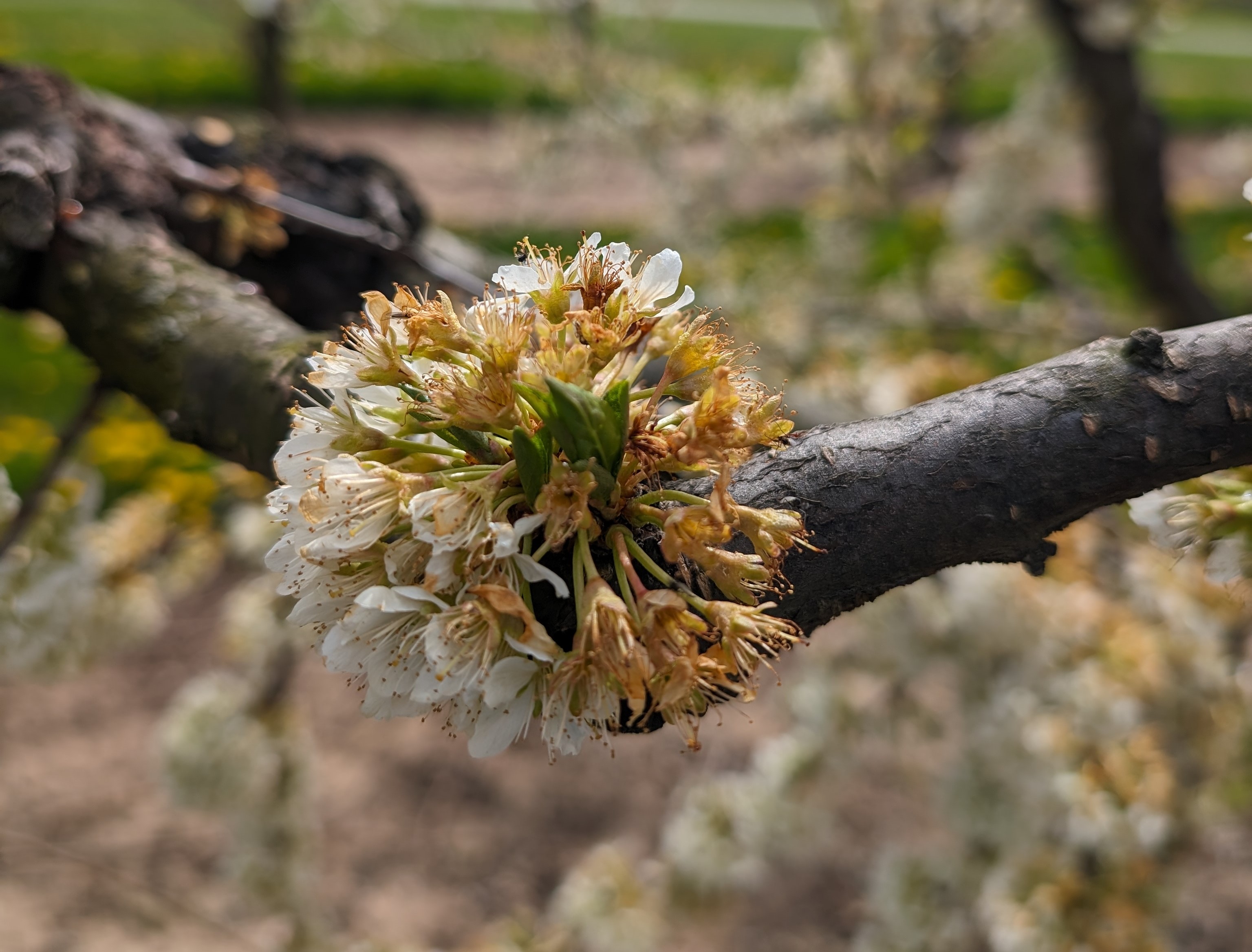 Late spring frost damage on plum flowers (brown in color)