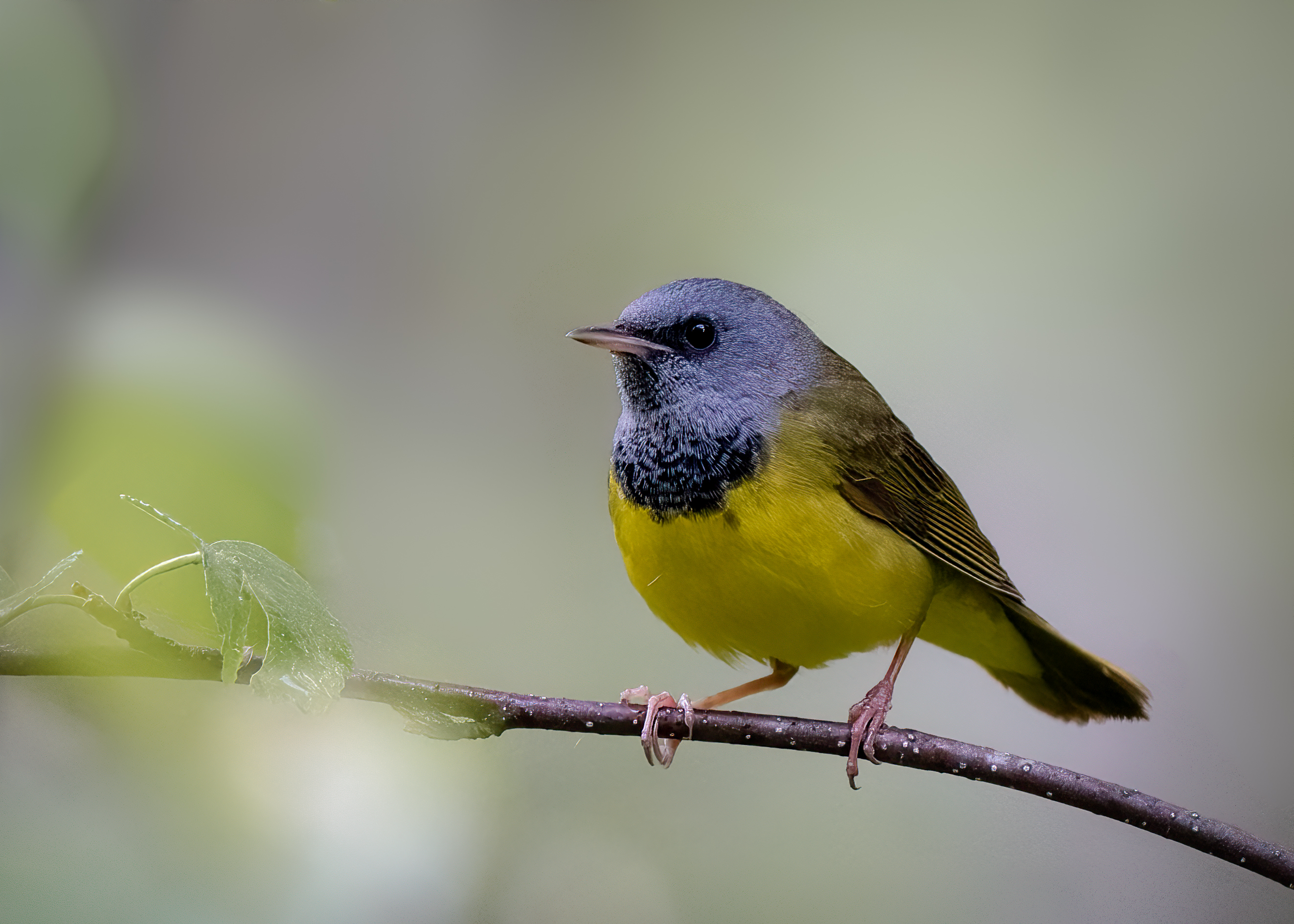 A yellow and grey mourning warbler perched on a branch.
