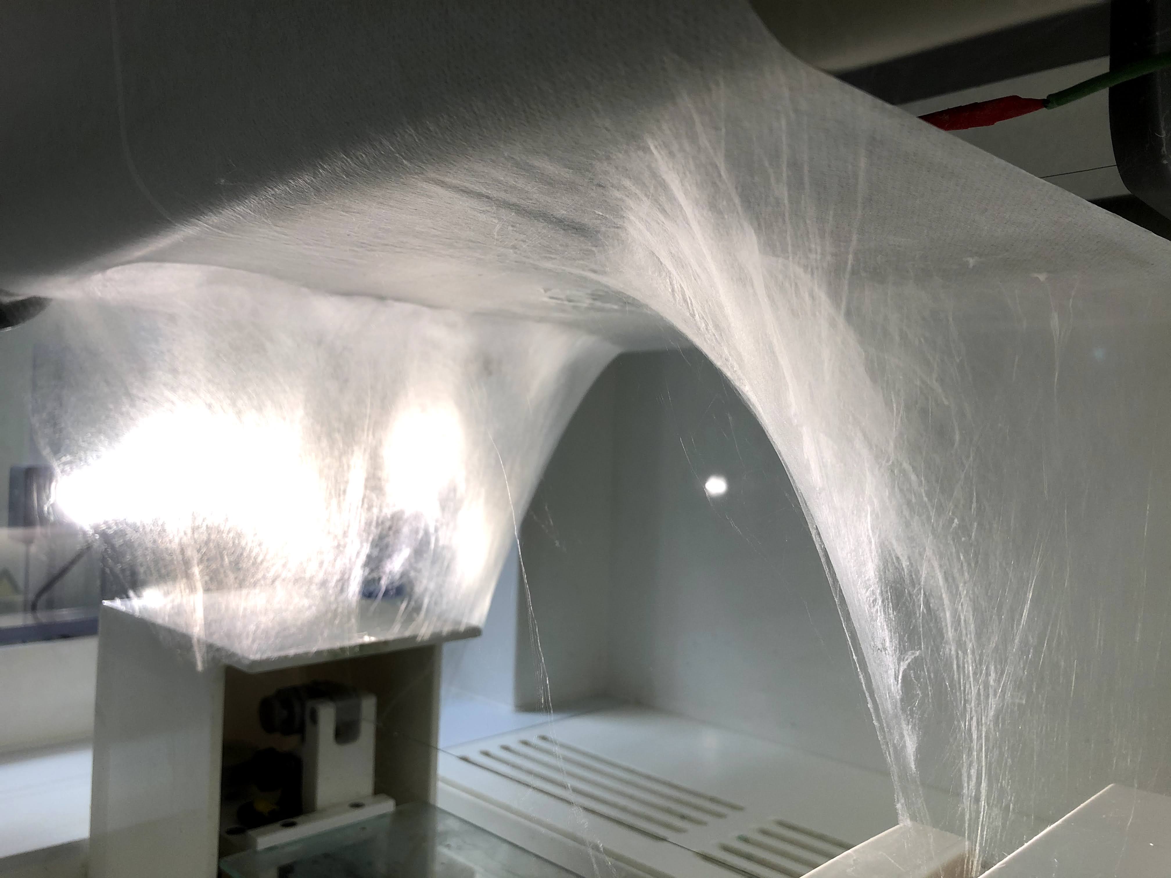 spider web-like fibers forming a tent-like structure