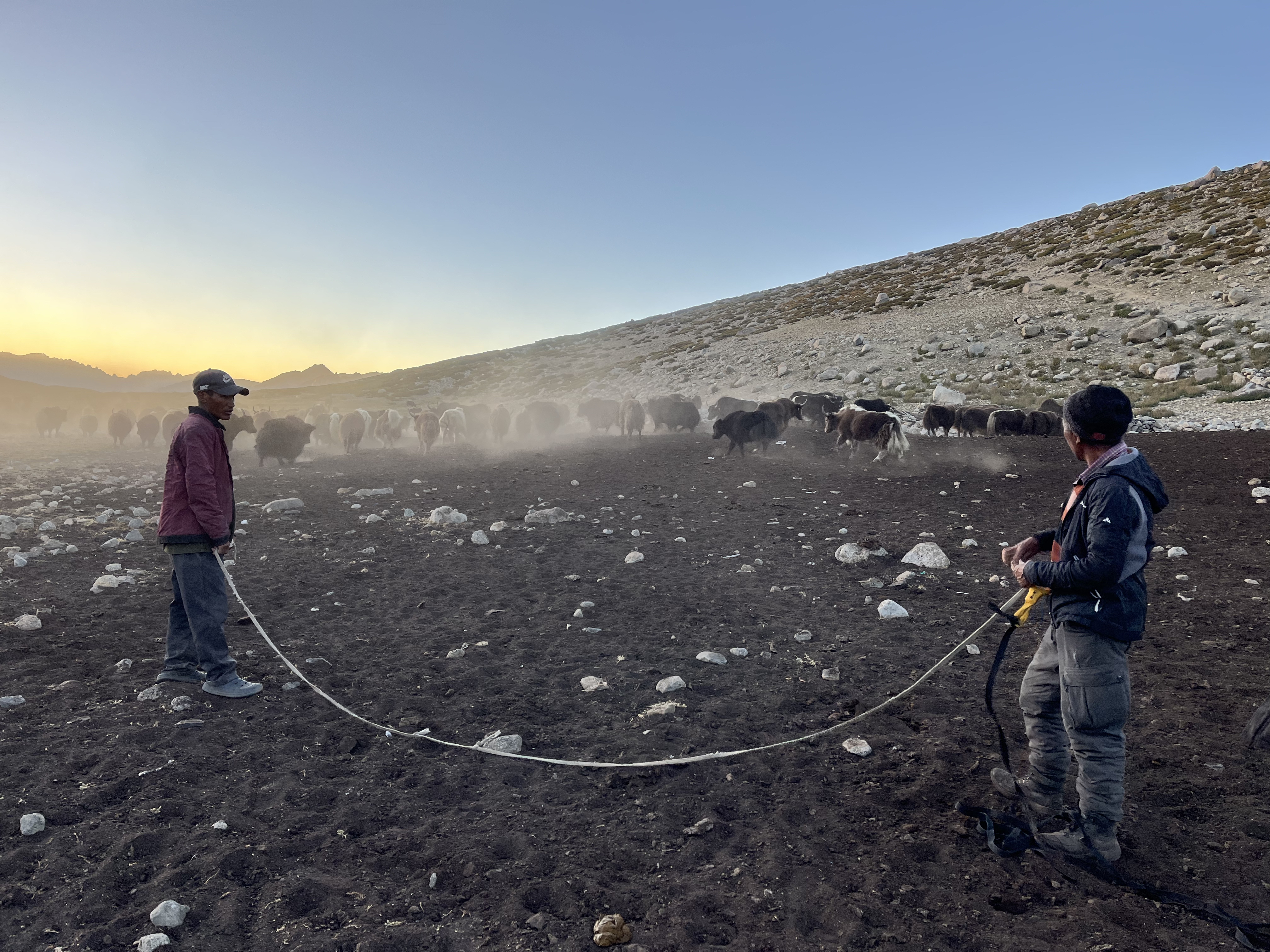 Two men in an arid landscape with a rope with a herd of yaks in the distance.