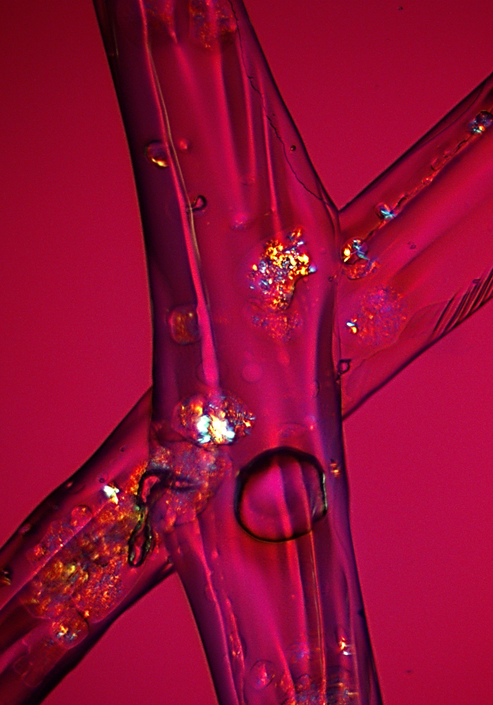  Liquid oil and solid fat crystals in a protein scaffold compartmentalized between layers