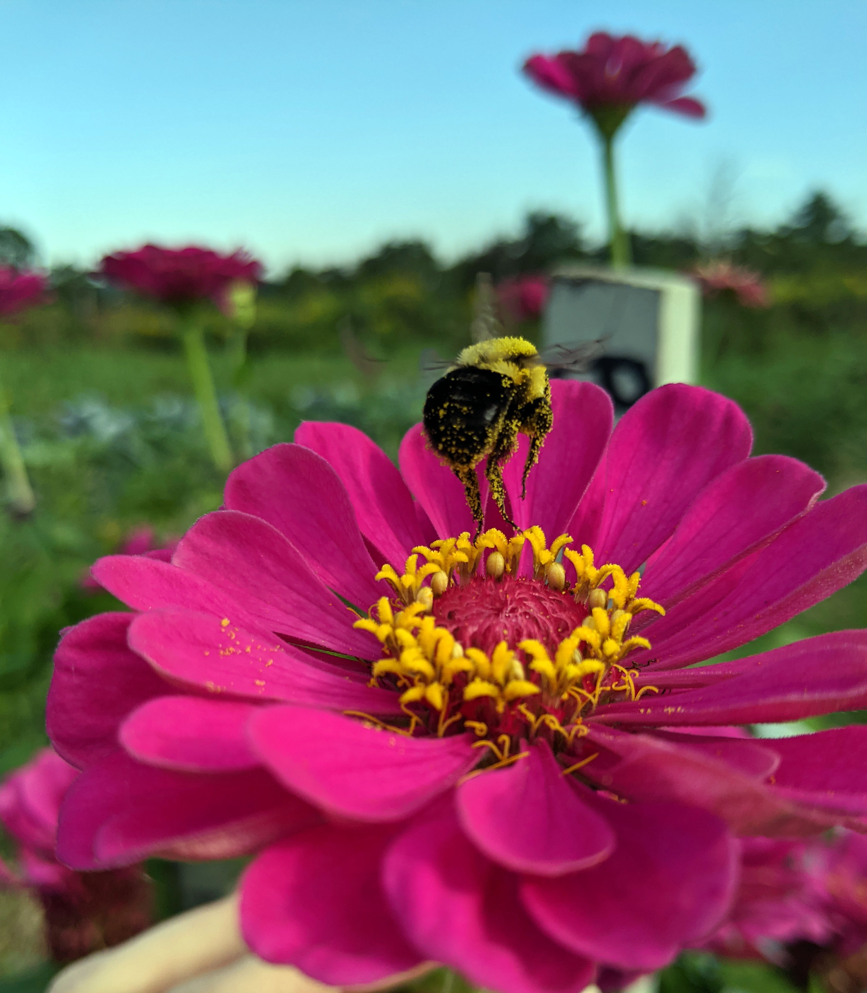 A bumble pee on a pink flower