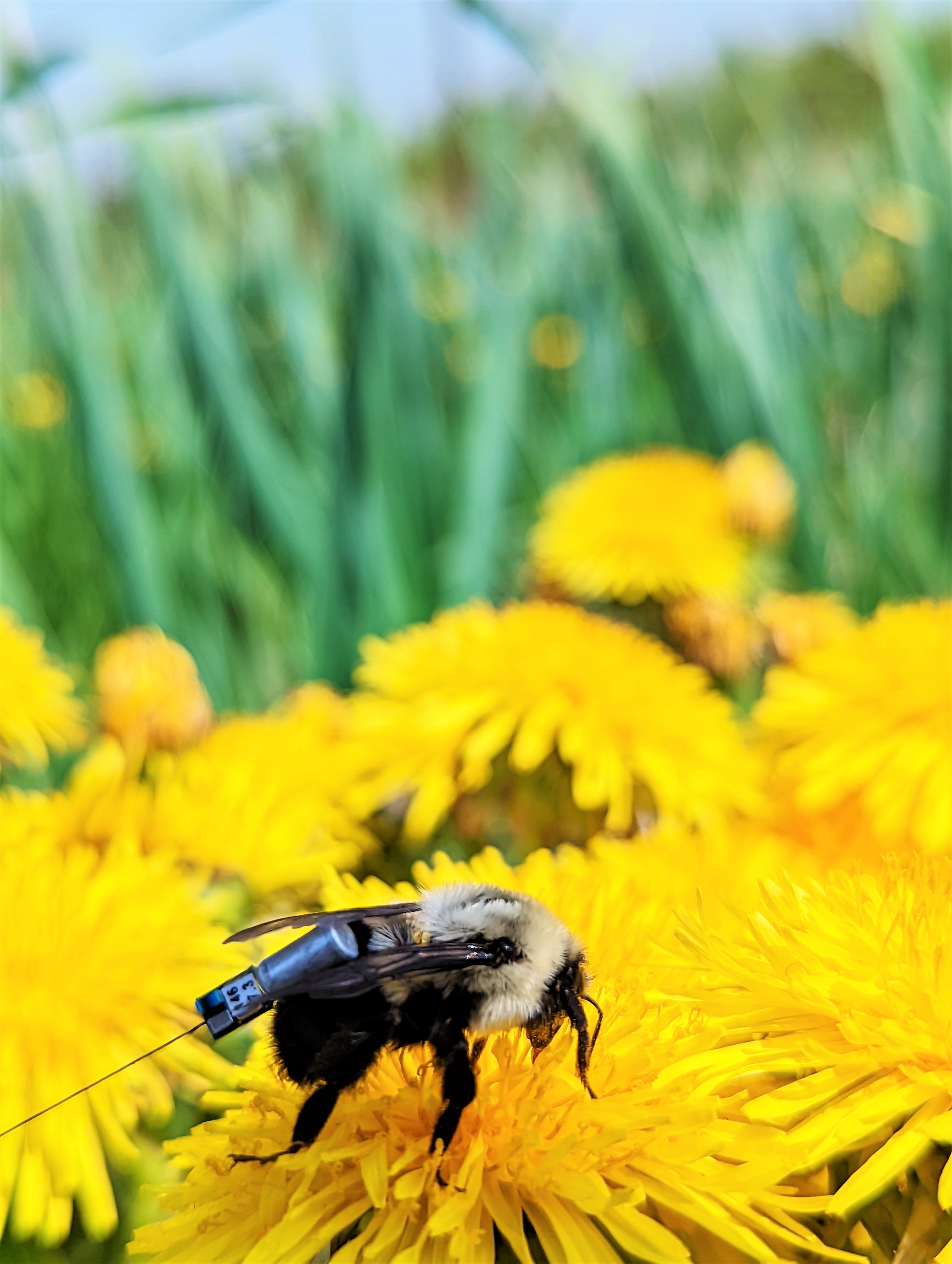 A bumble bee on a yellow flower with other flows around it