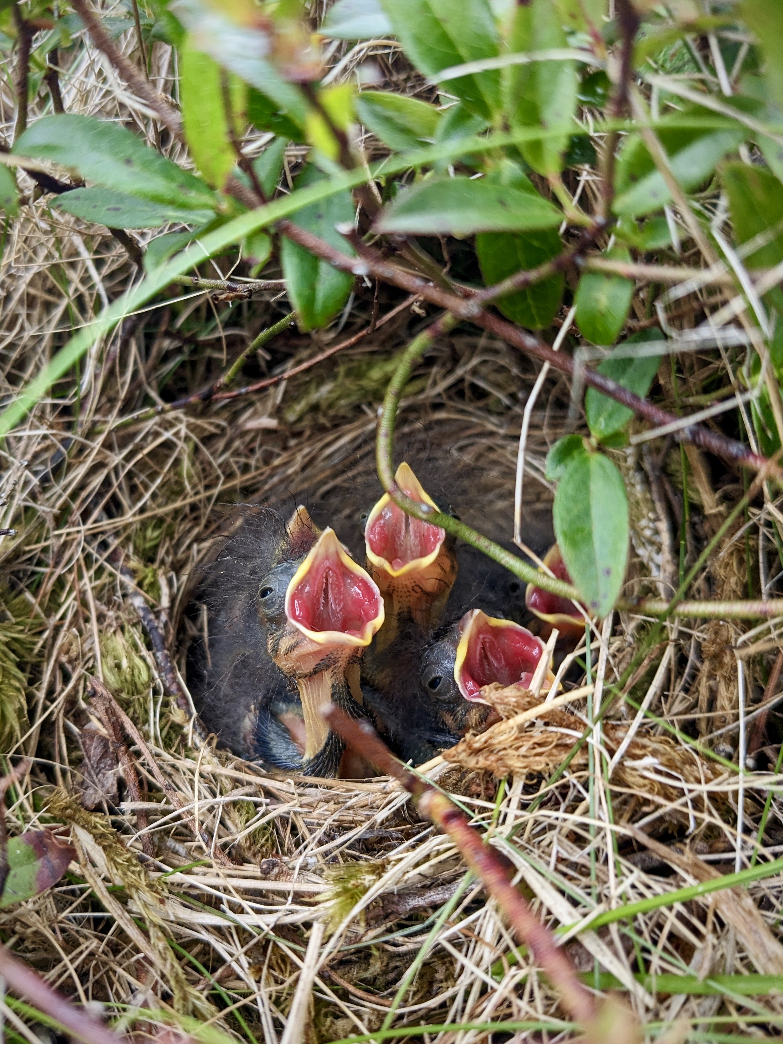 Four young Savannah sparrows in their nest with their mouths open