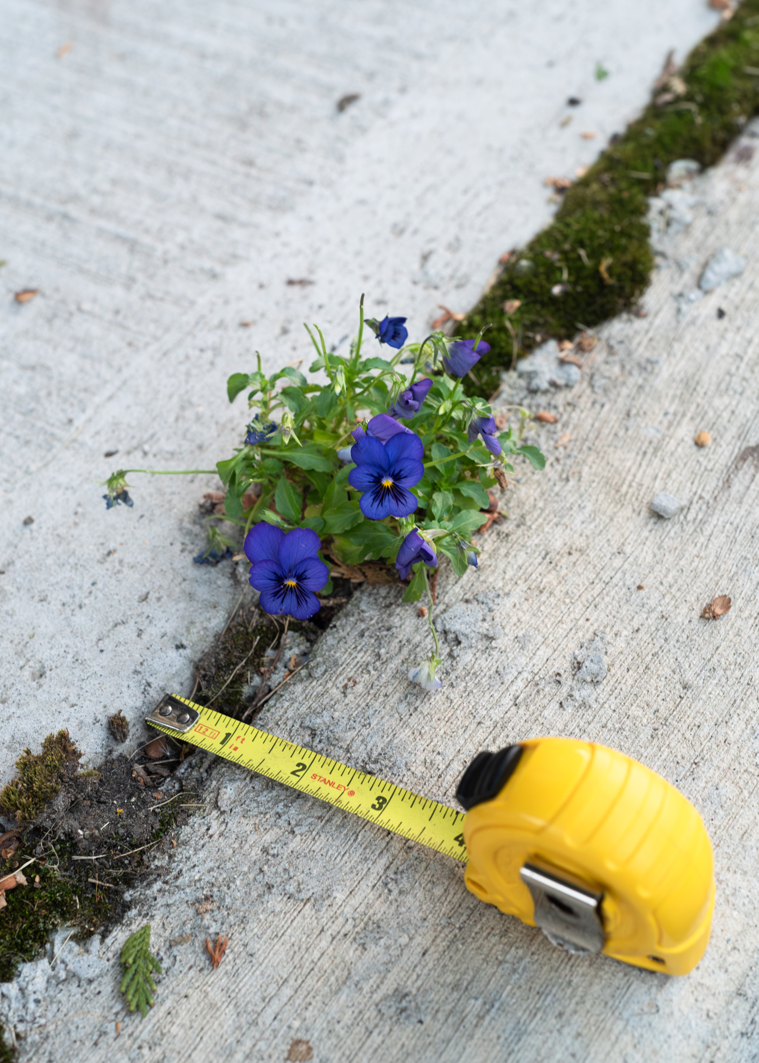 Analyzing the growing conditions of a pansy found growing in a sidewalk on Brockville Ave, Guelph