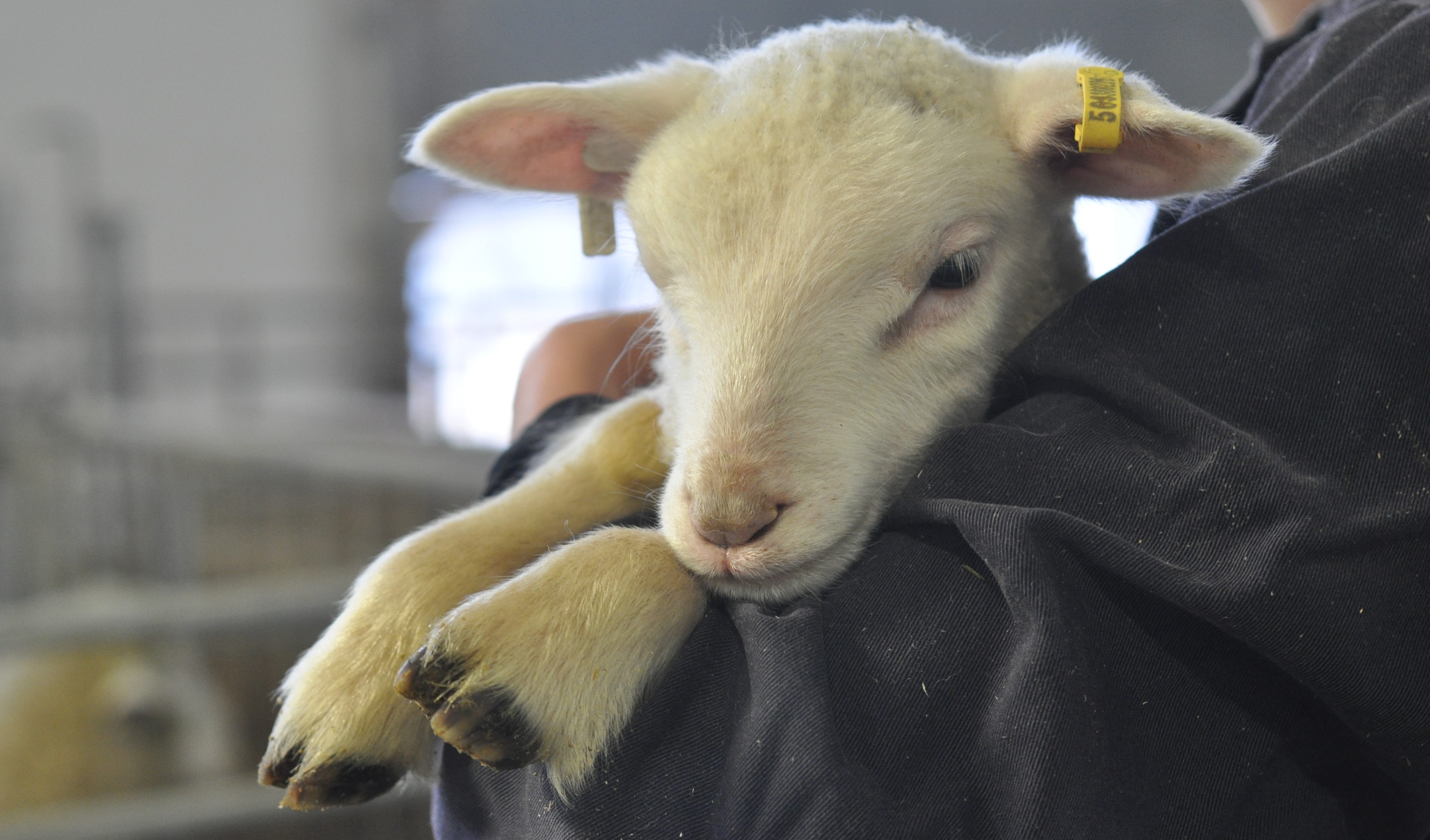 A white lam being held in someone's arms.
