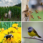 Four images of a woman standing with a net, bees, bee pollinating, and a bird
